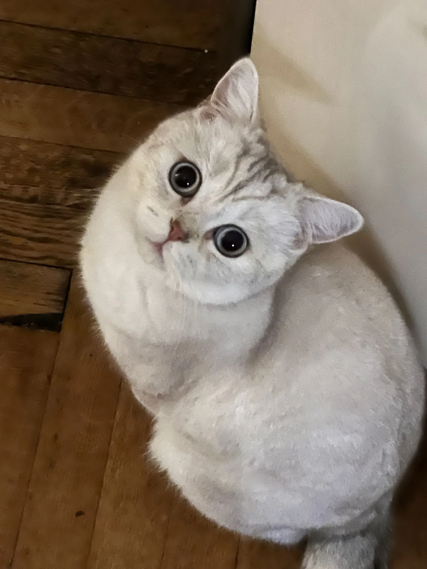 Leo - Paulanergasse 4, Wien