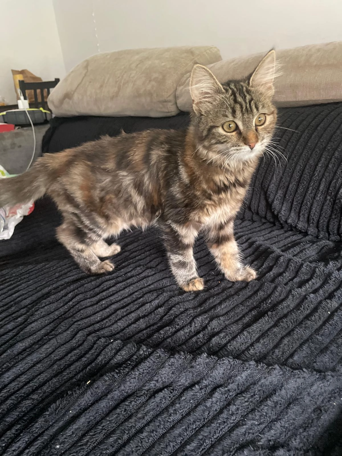 Talitha - Route Du Créno, Assérac