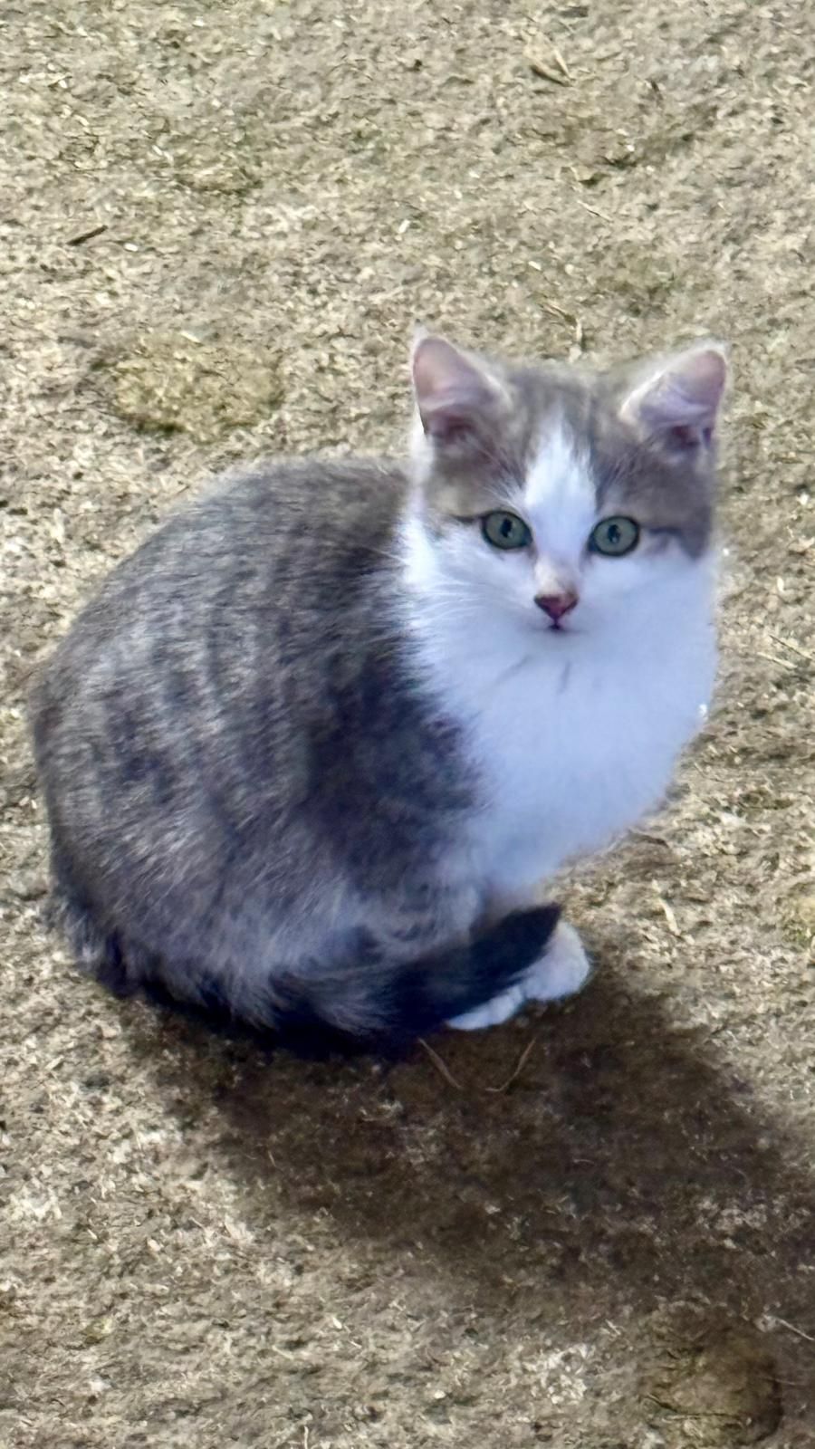 Luna - Tiroler Straße, Füssen