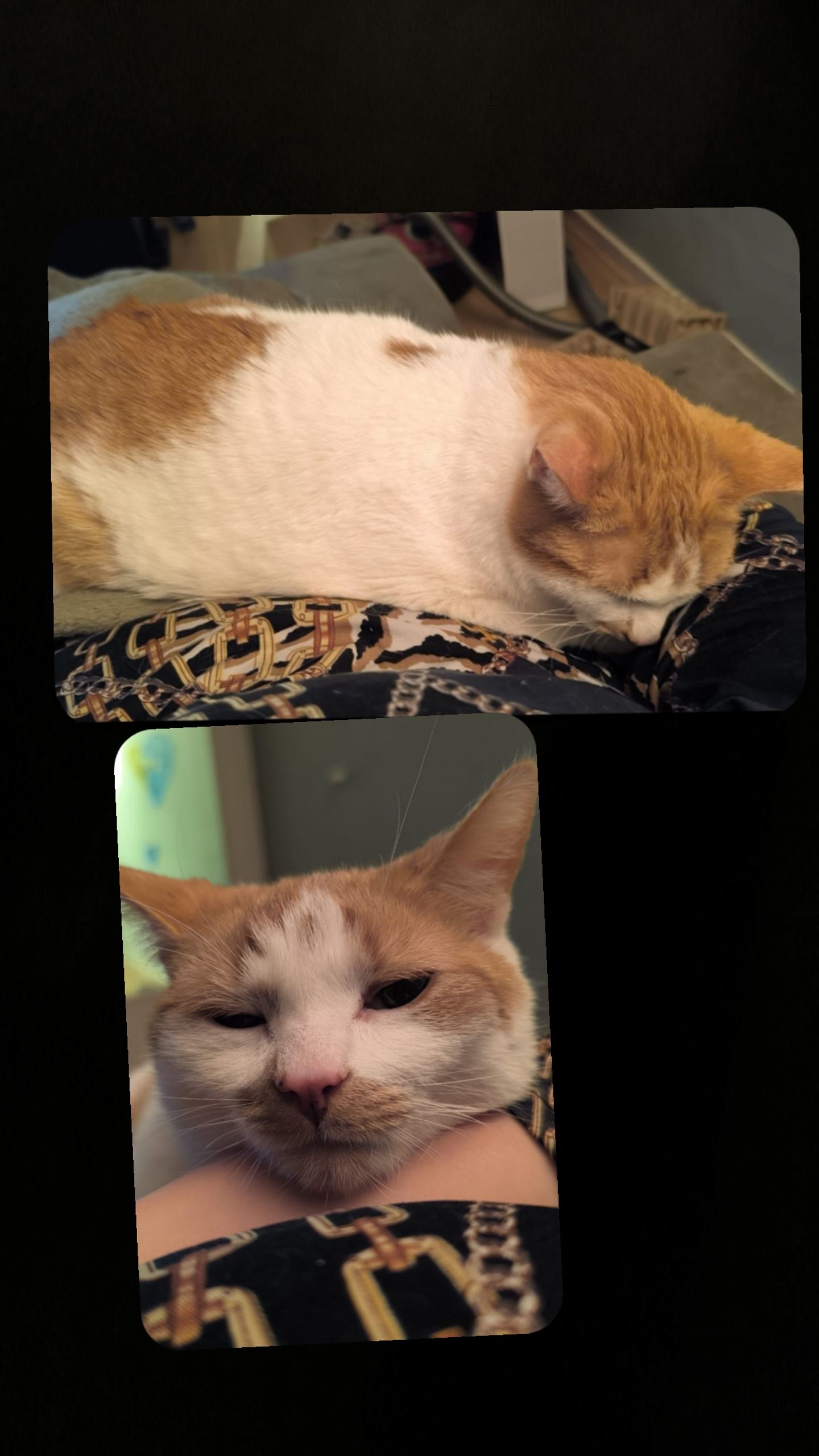 Joep - Westerkamp, Sellingen