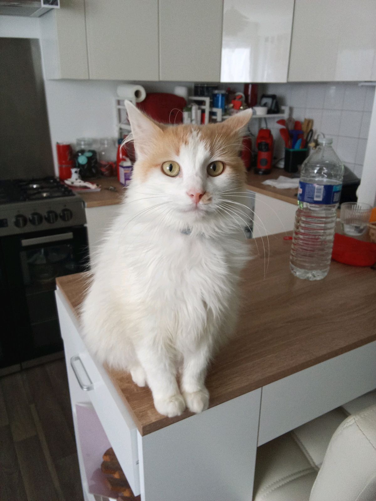 BIBOUYOU BIBOU  - Rue Paul Sérusier, Guingamp