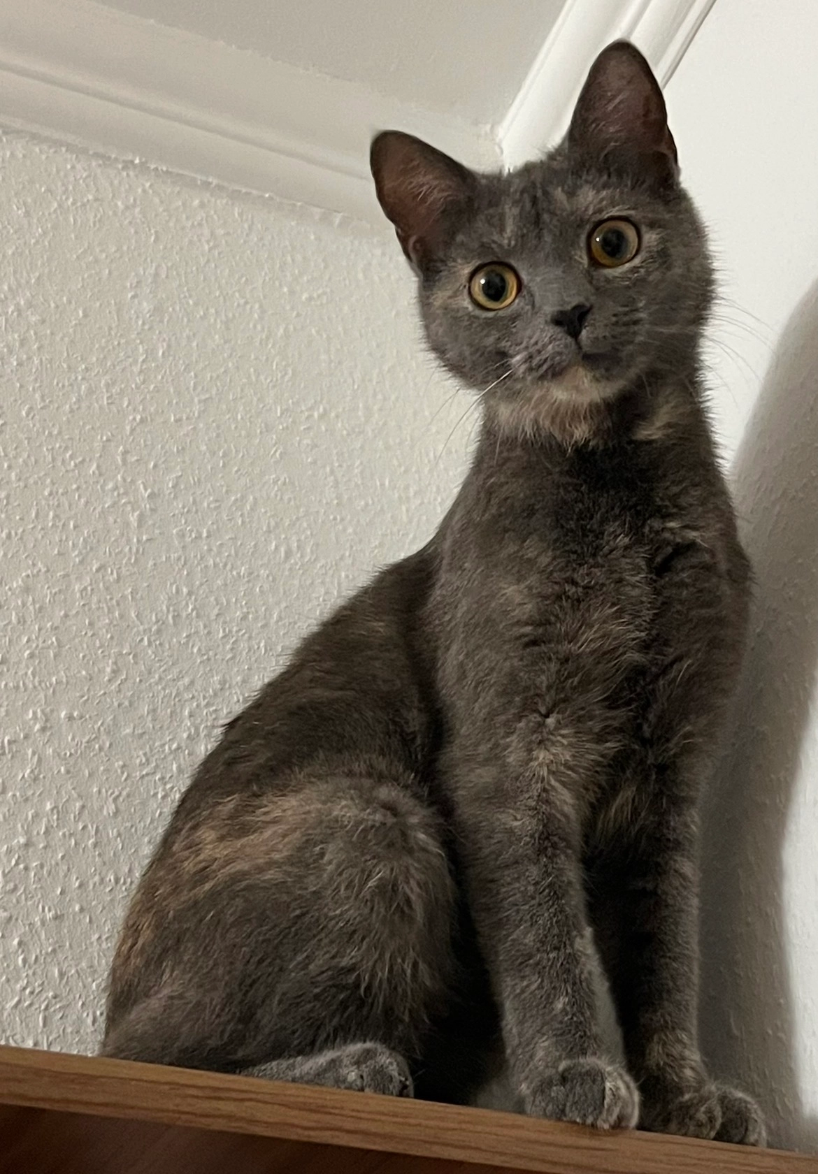 Fityisz - Munkácsy Mihály utca, Budapest