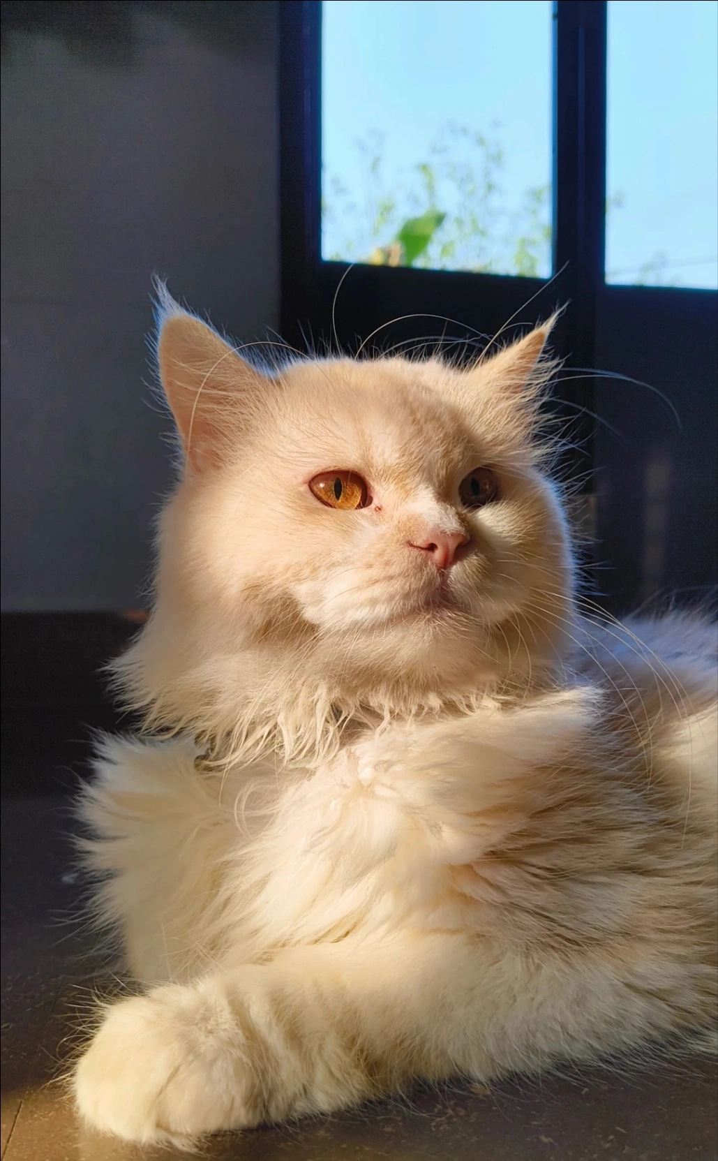 Tiger - 7th B Cross Street, Kodikal