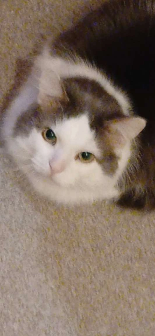 Muffin - Jackson Street, Manchester