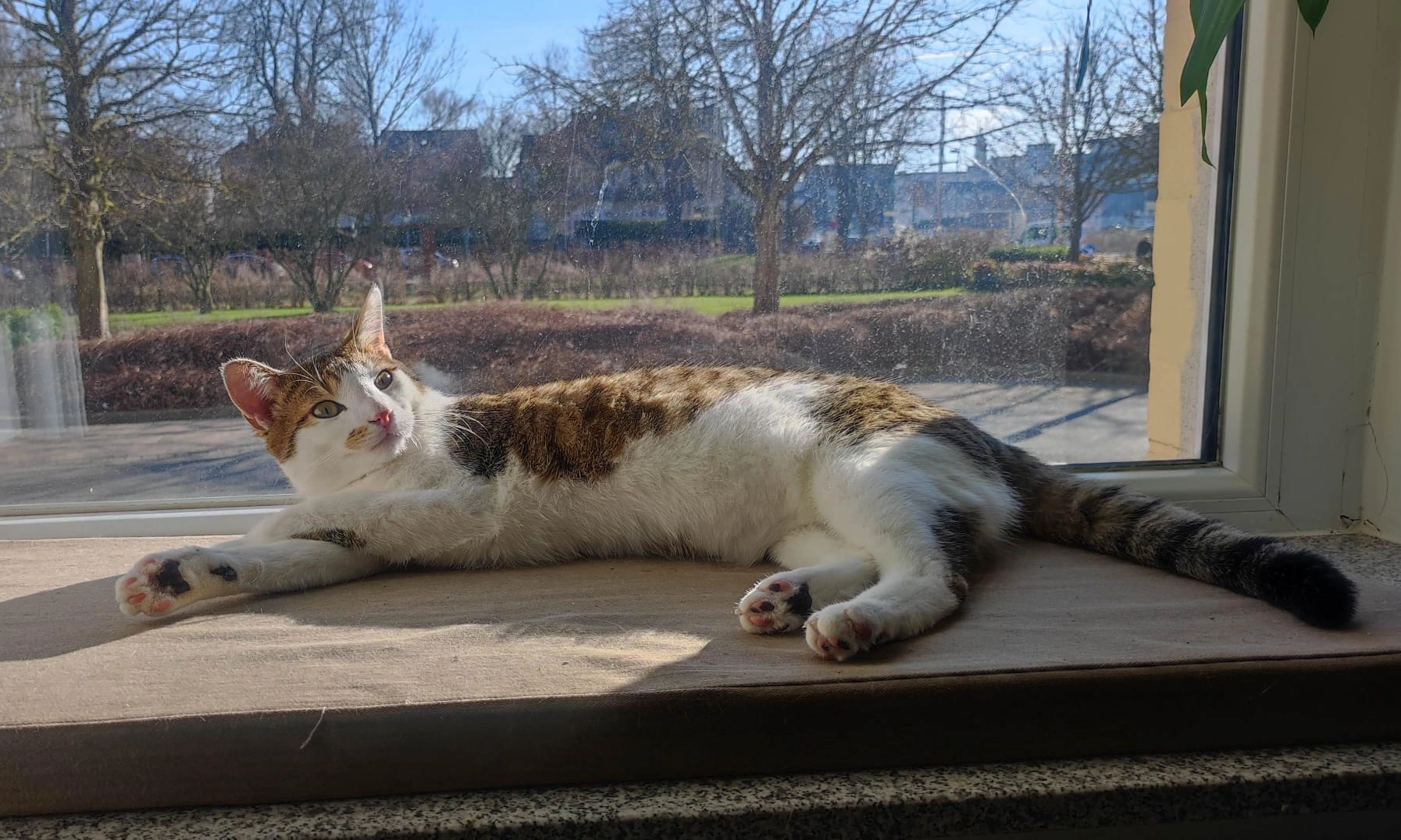 Kleiner mann - Taubenstraße, Braunschweig