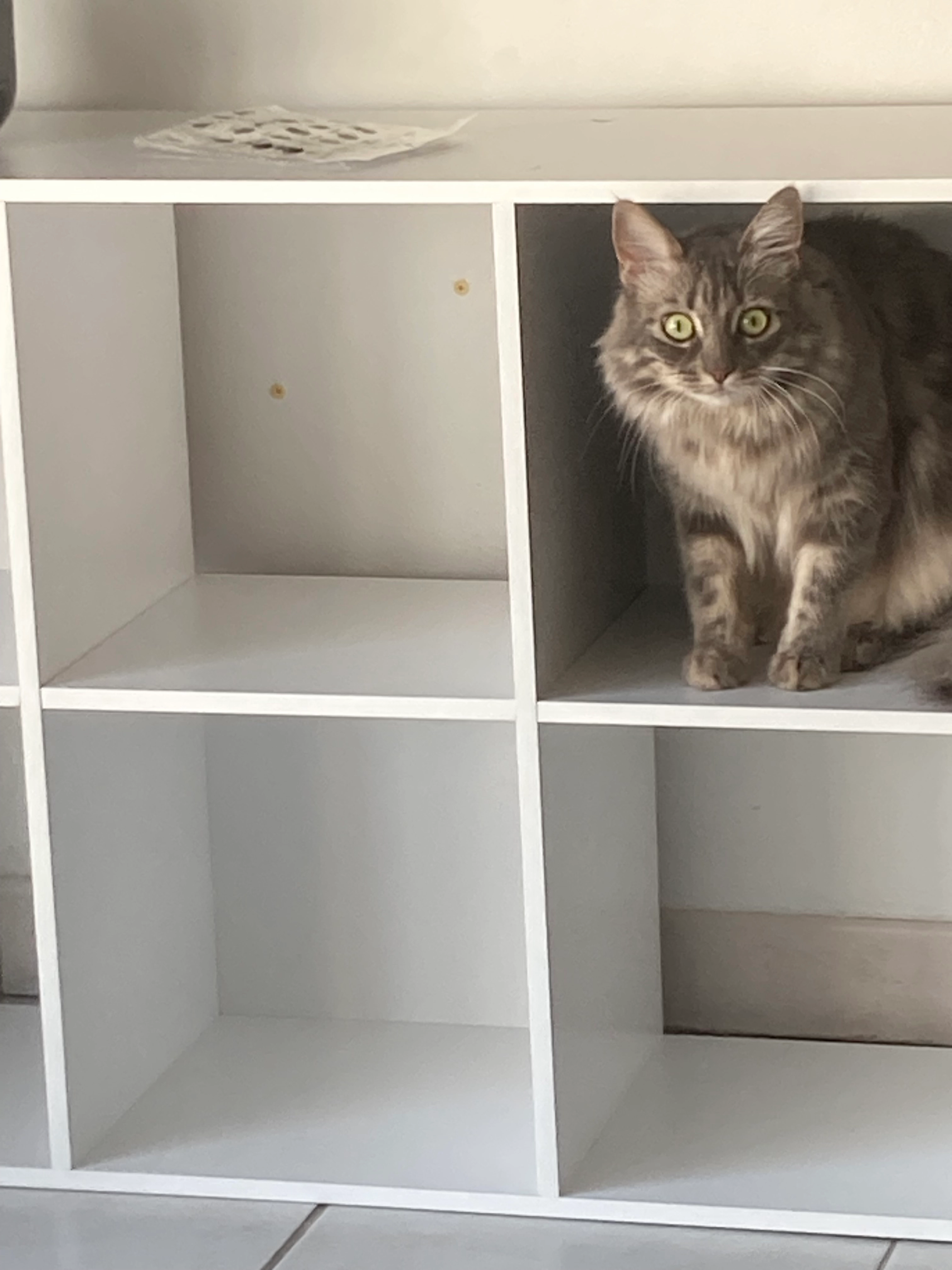 Bicha - 5 Allée du Hapchot, Saint-Martin-de-Seignanx