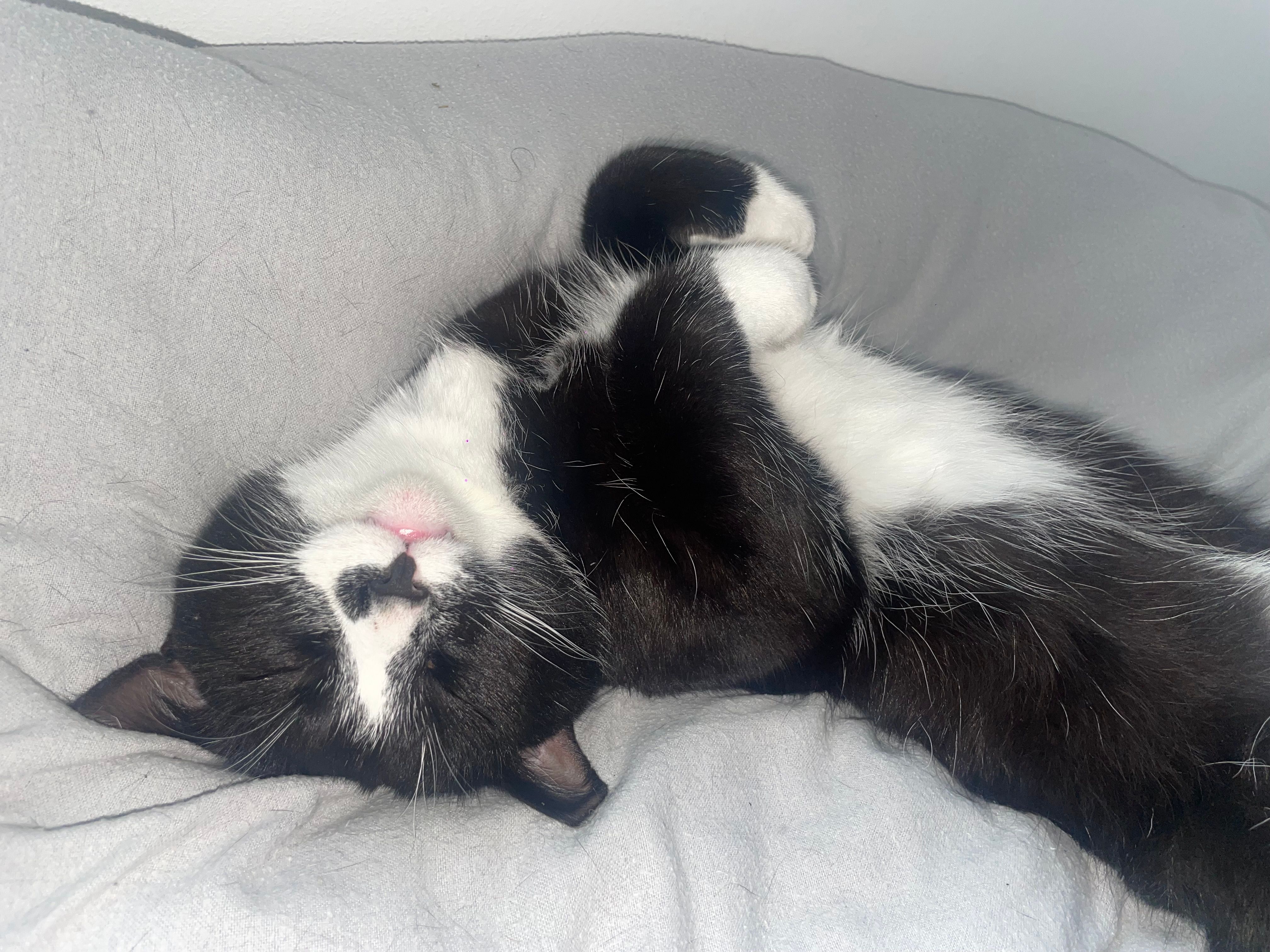 Sylvester  - Granary Hall, Cork