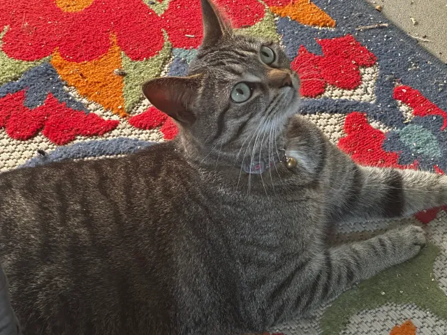Smudge - 206 O'Hara Woods Dr, Pittsburgh