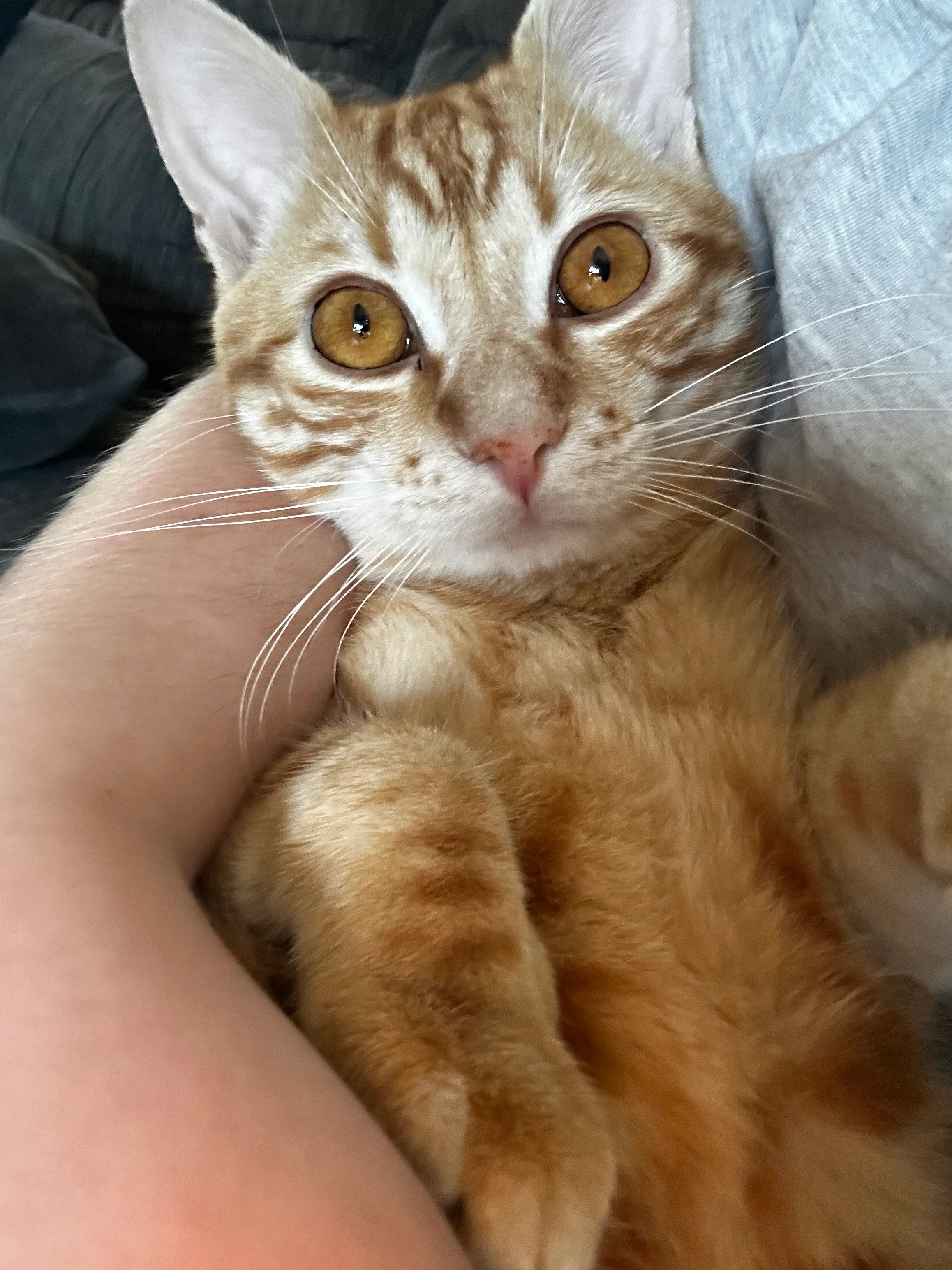 Saylie  - Rue De La 1re Armée, Thann