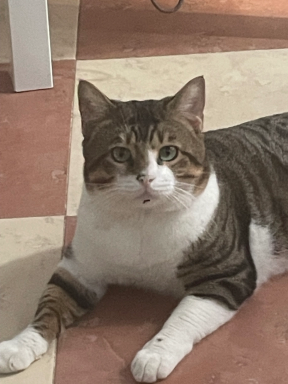 Midas - Carrer dels Hostals 20, Palma