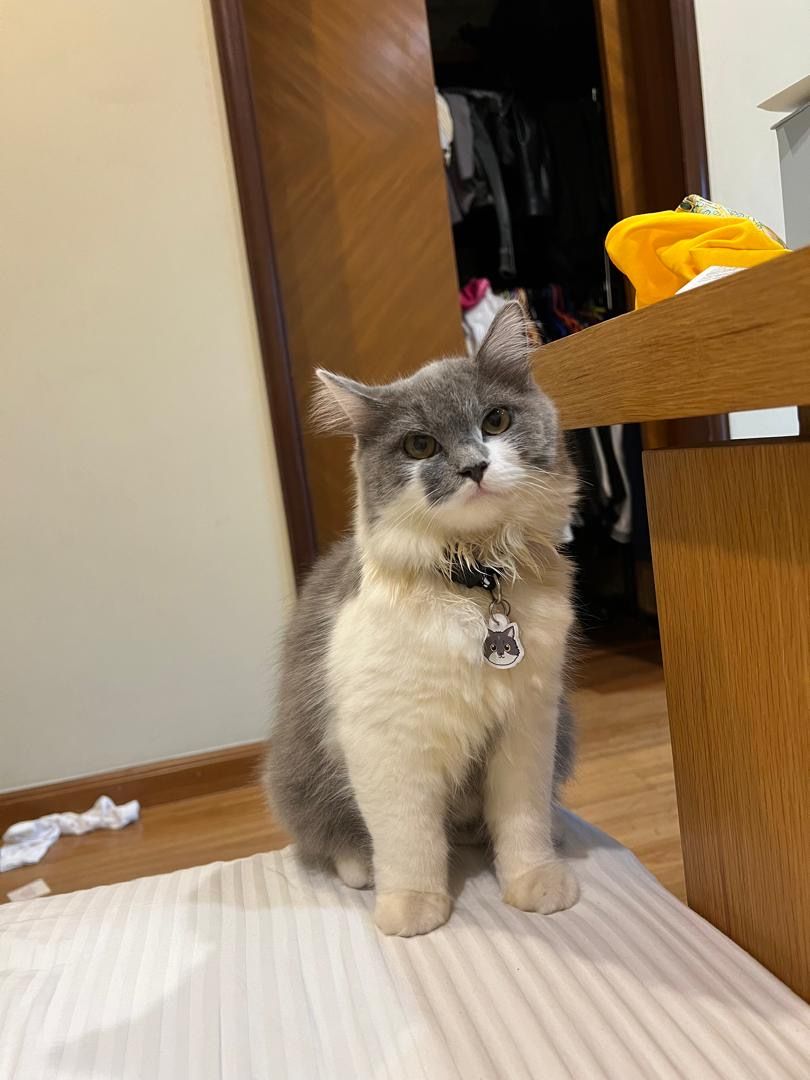 Coconut - Jalan Kelab Golf 13/8, TTDI Jaya