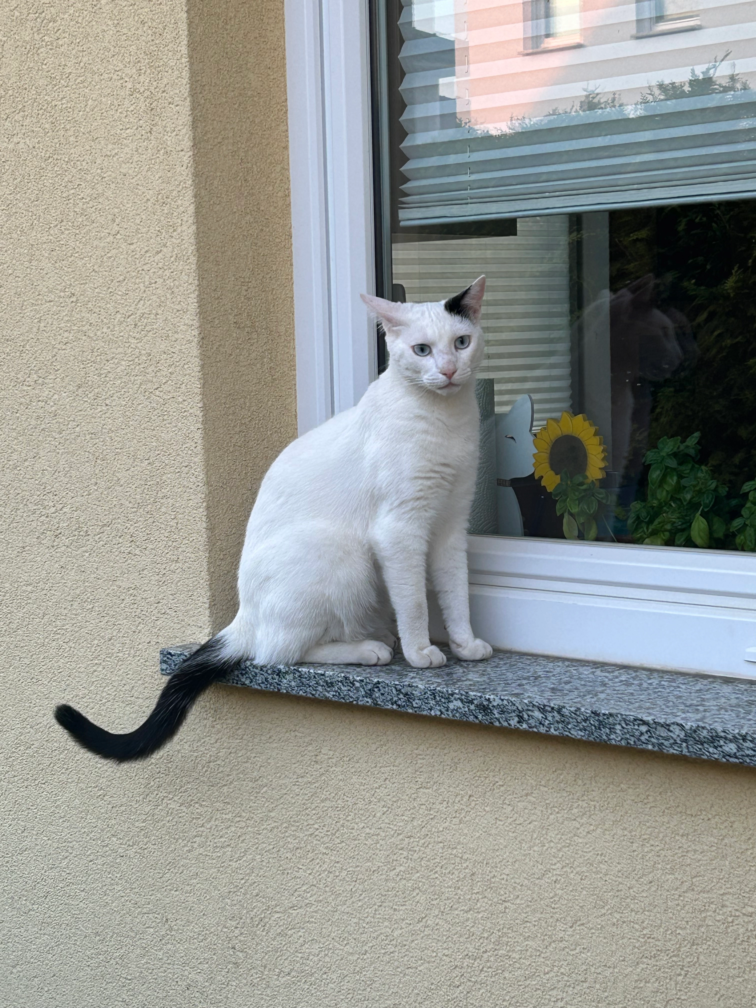 Pinki - Segelfalterweg, Stahnsdorf