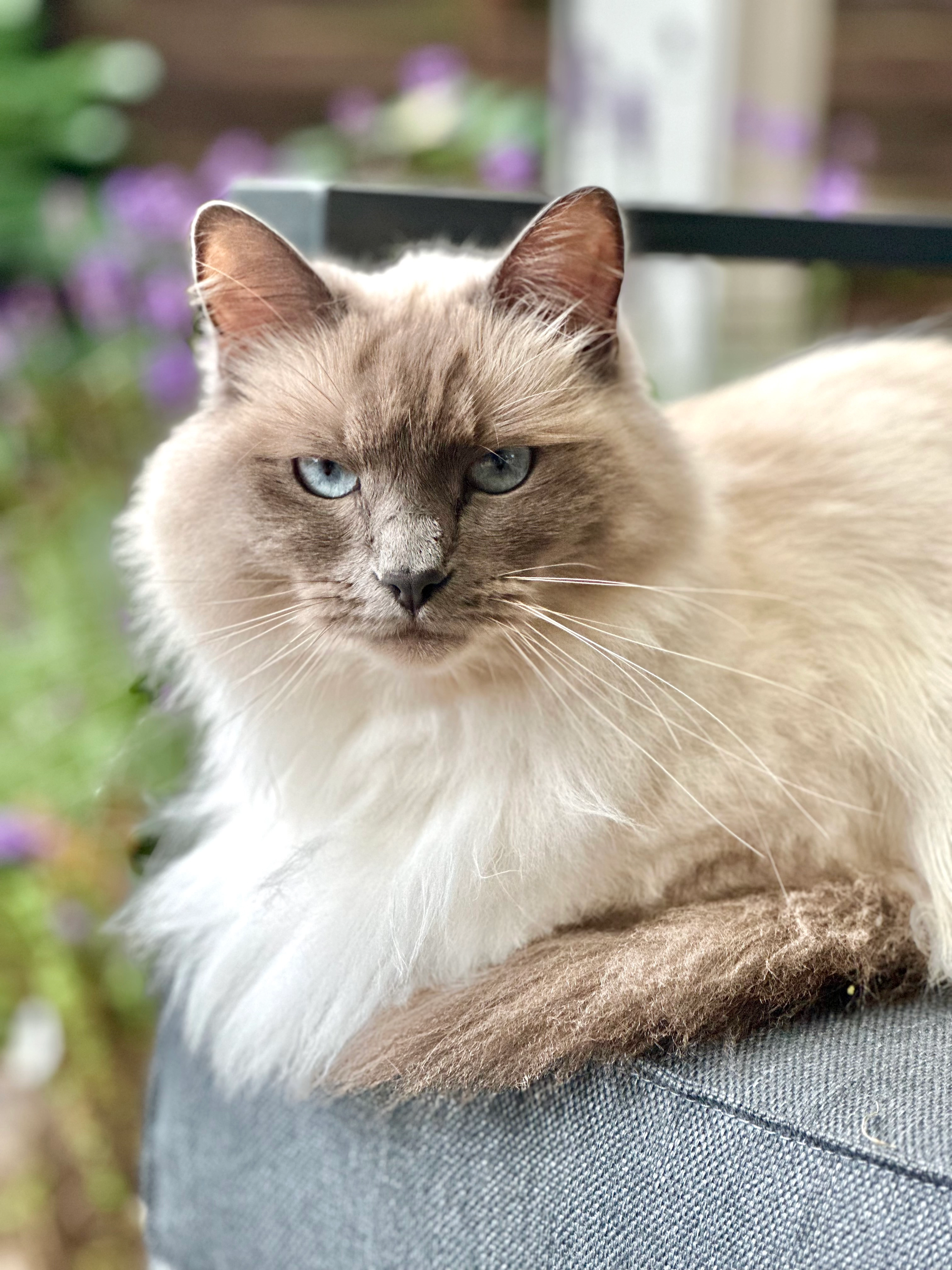 Miezi - Harksheider Weg, Quickborn