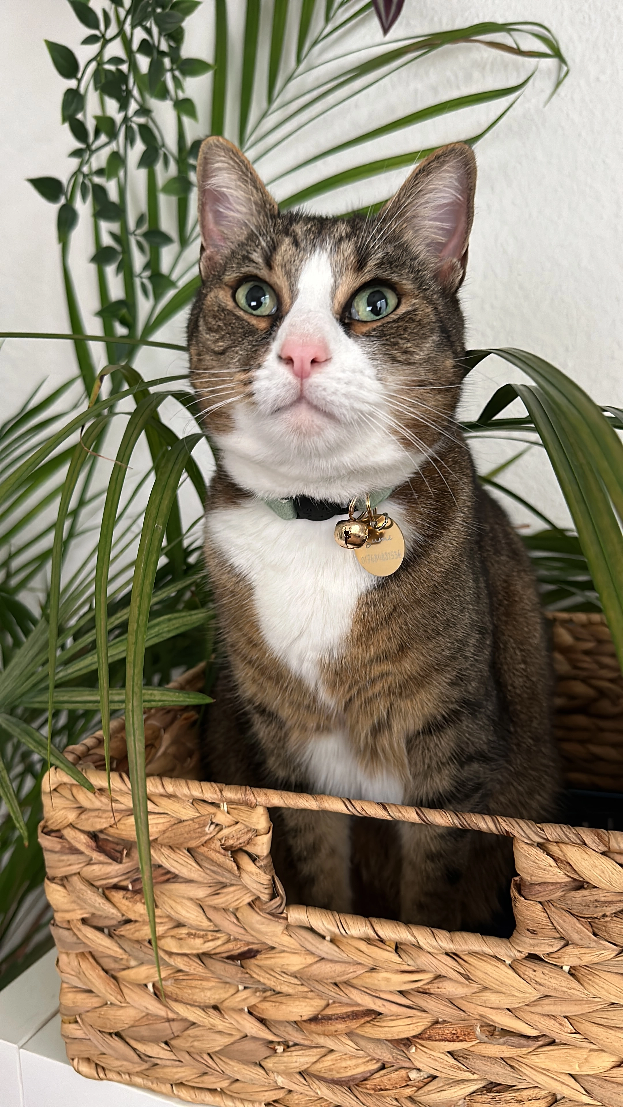 Sumi - Schwarzwaldstraße, Herrenberg