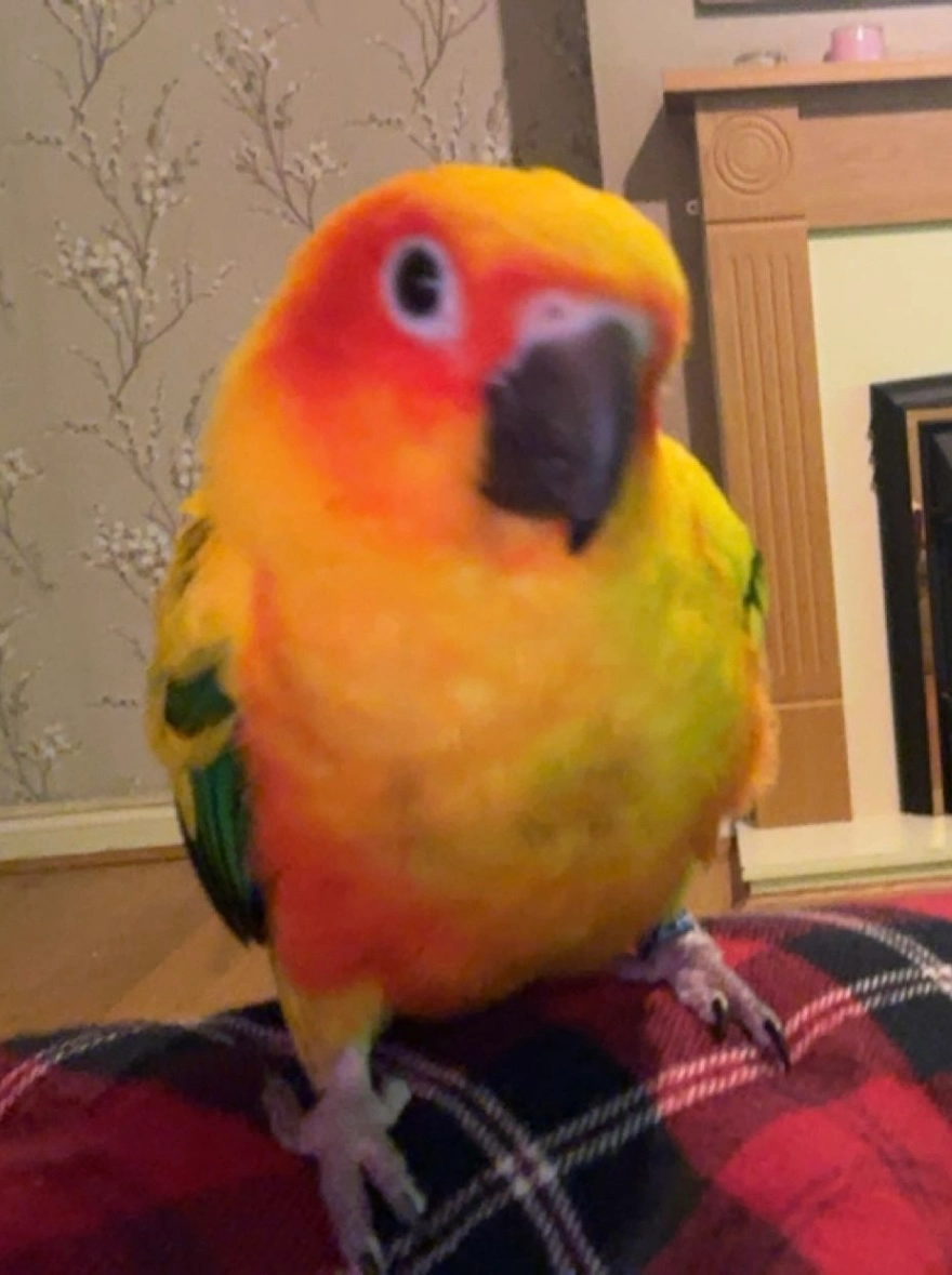 Banjo - GL7 6, Cirencester