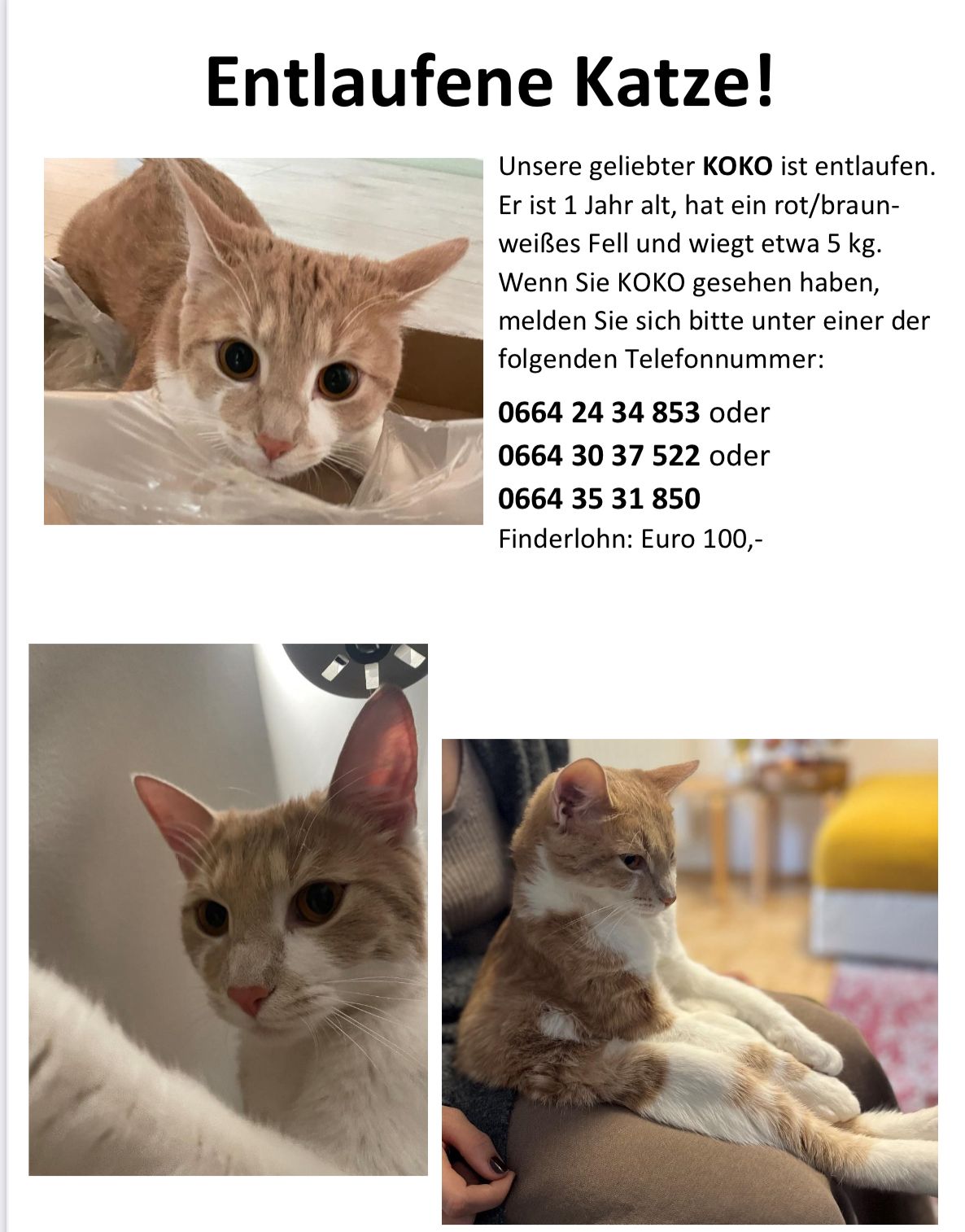 Koko - Ulmgasse, Graz