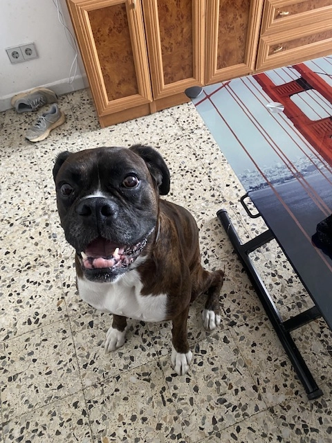 Creed - Calle Pintor Pedro Camacho, Alicante