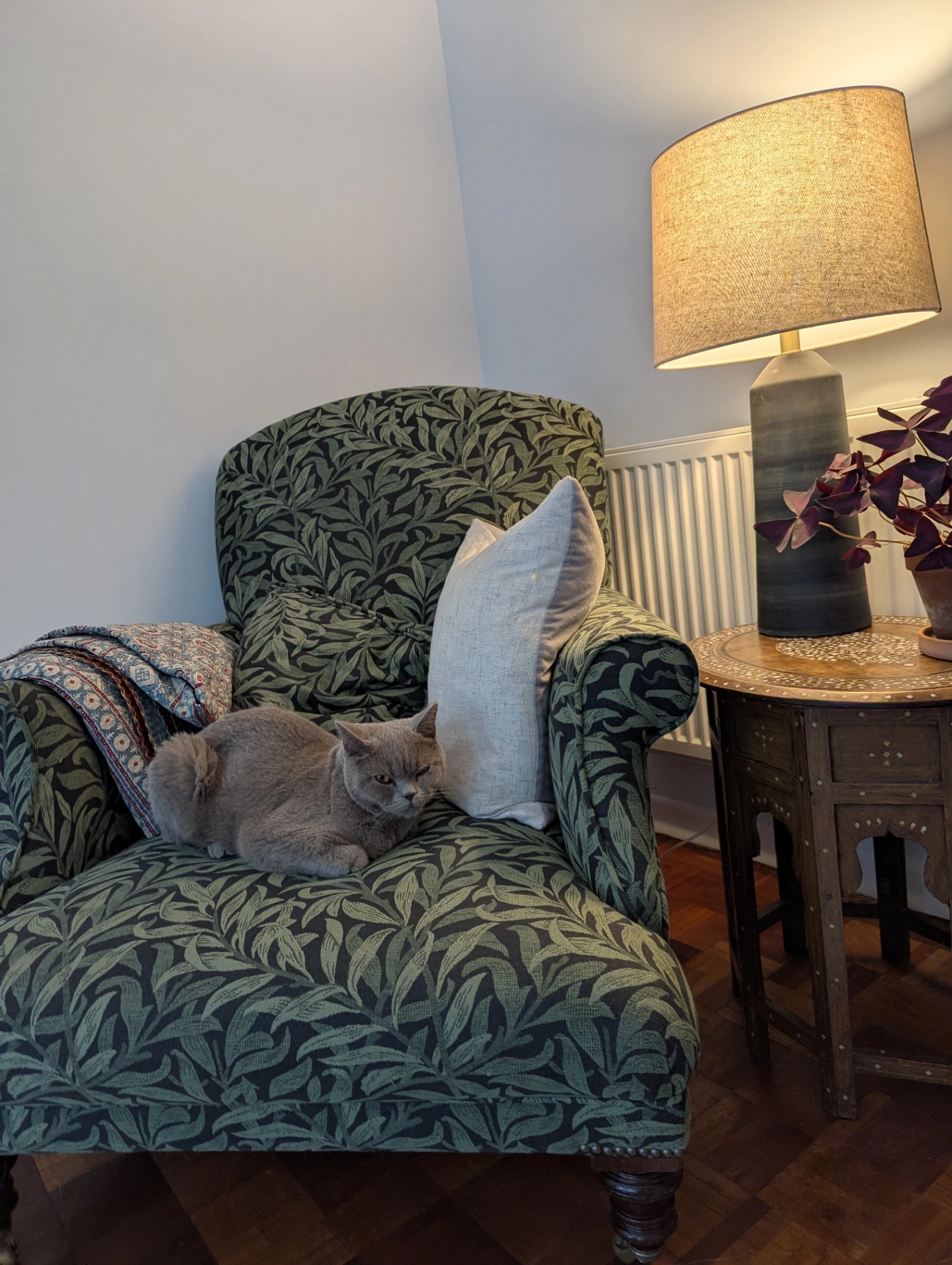 Spidey Cat - The Chilterns, Hitchin