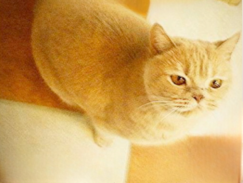 belling - 8 Rue de la Montagne, Montchevreuil