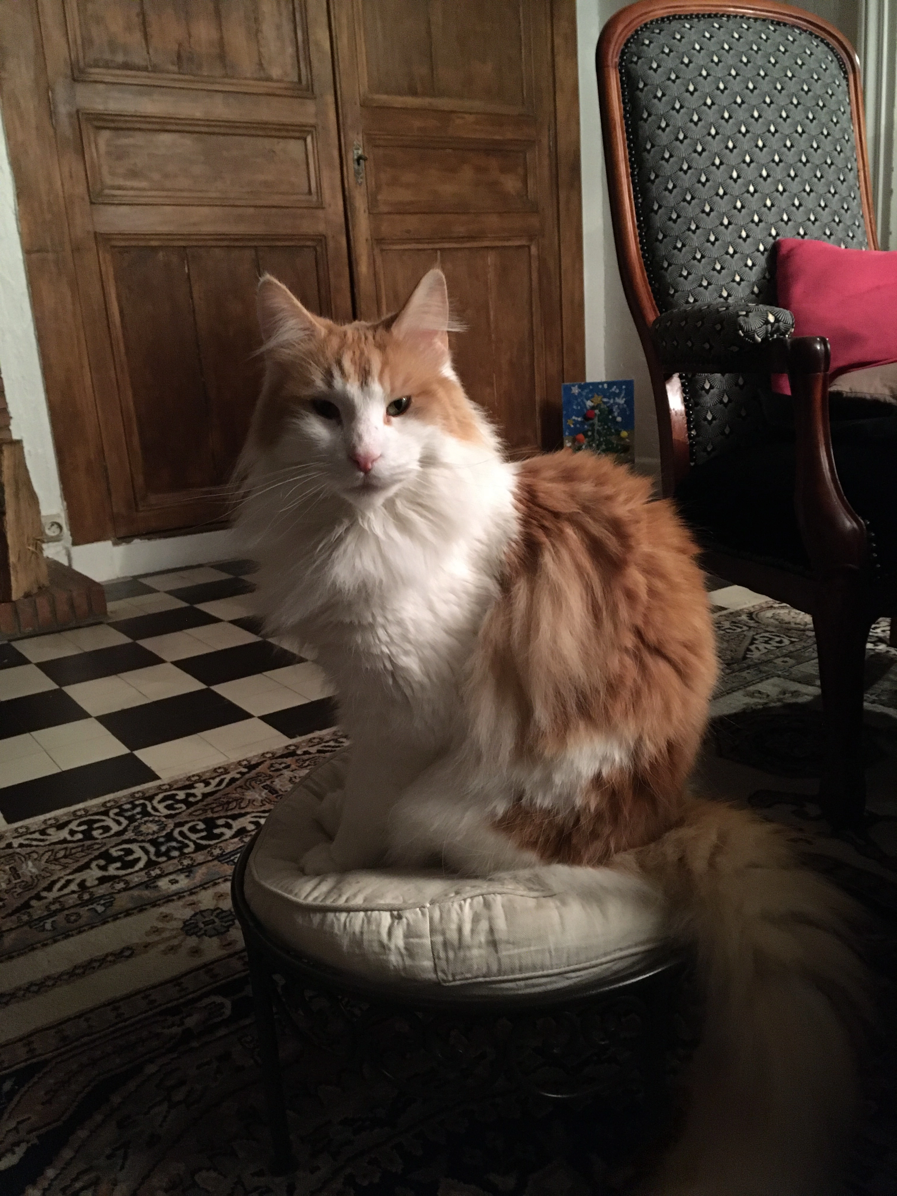 Newton - 1 Rue Adrien Moret, Rozay-en-Brie