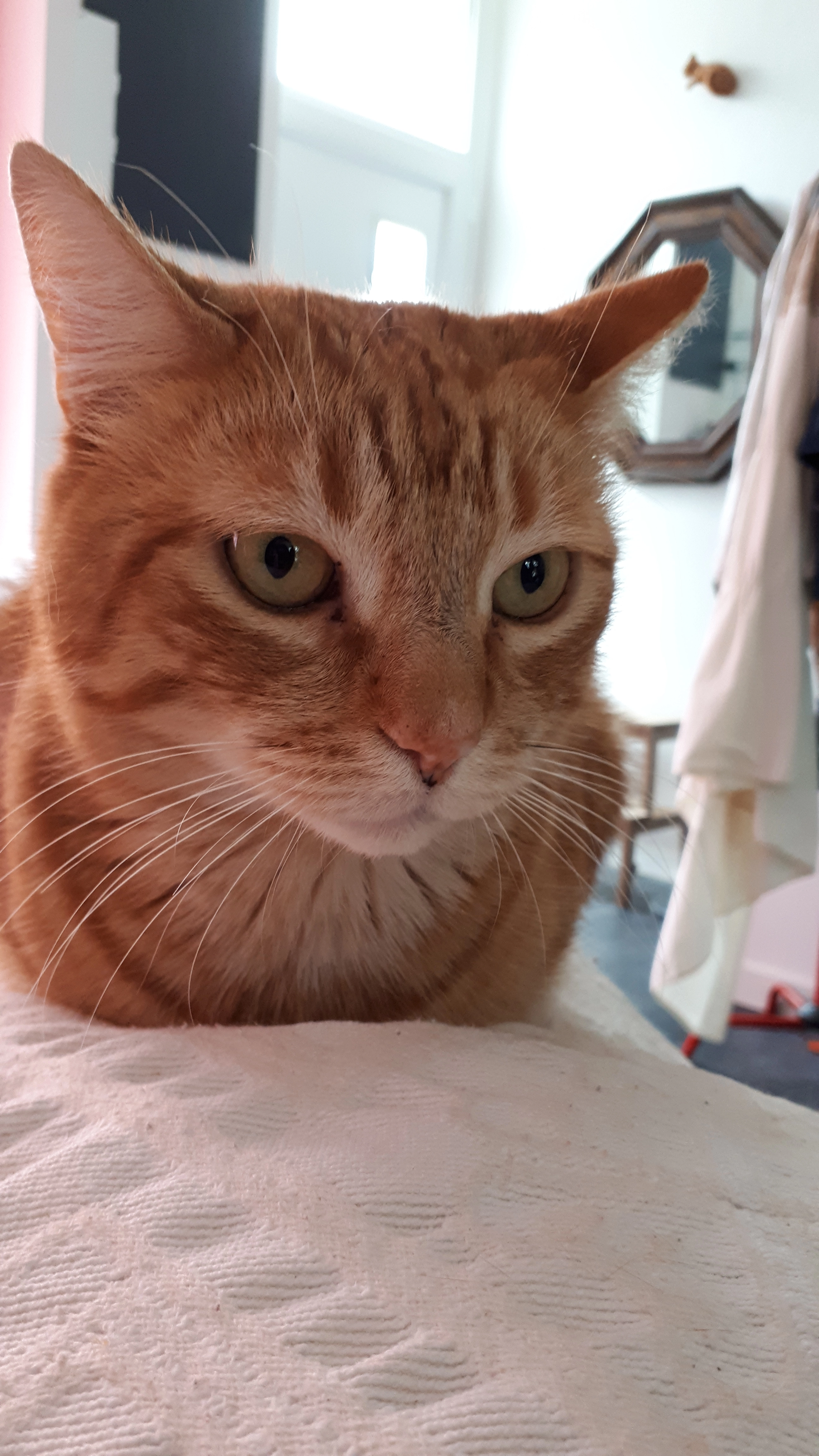 Tchoupi - Rue de la république, Flers