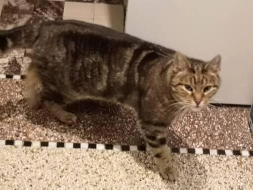 Buzz - Rue de Liège 206, Verviers