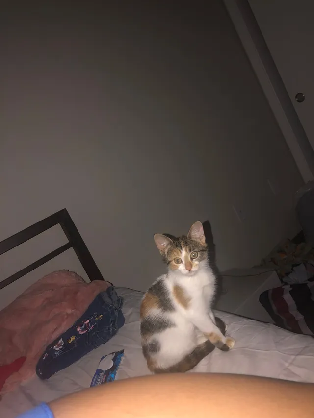 Canela/Angelita - North Garden Street, Visalia