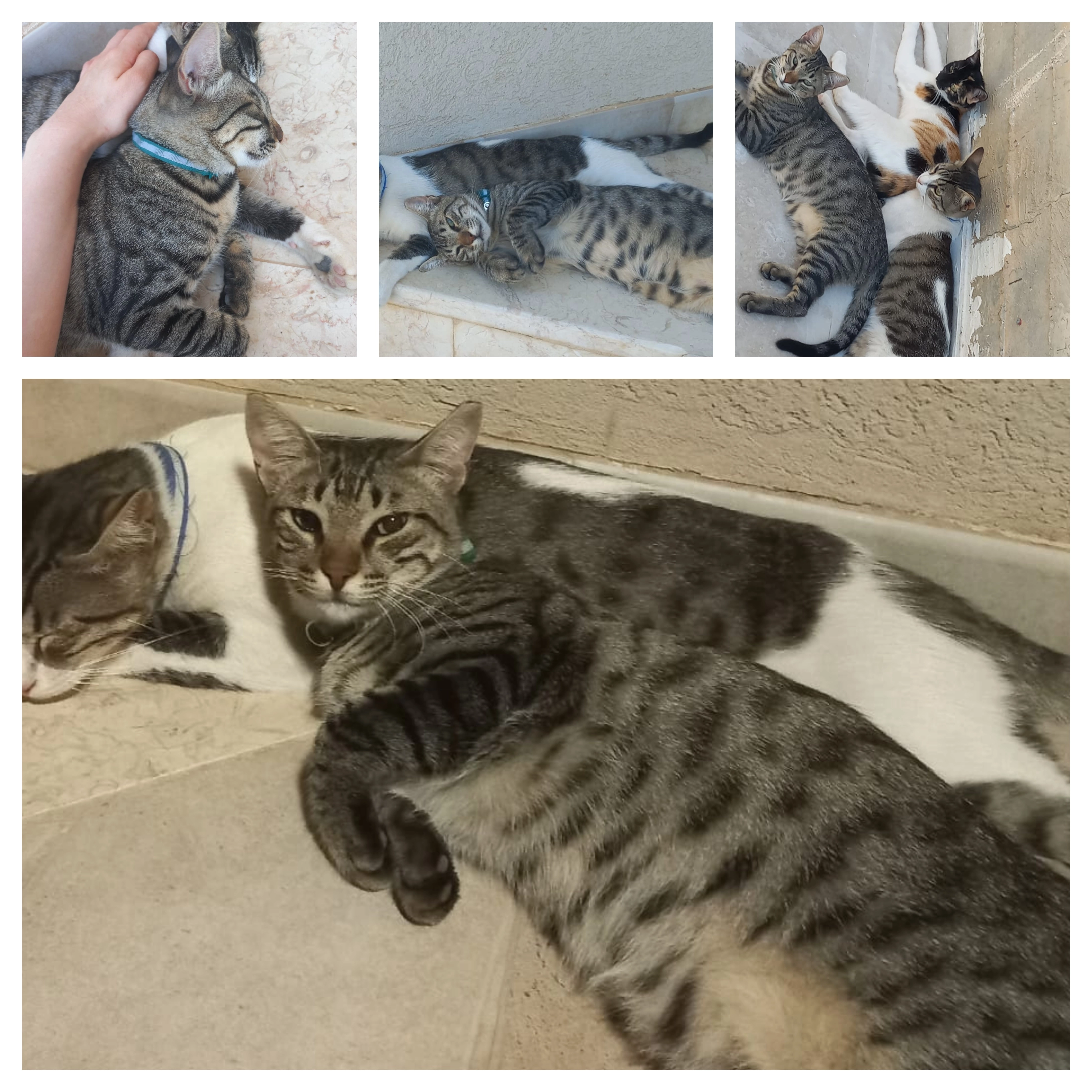 Felix סקילפ - Kinamon קינמון/ציפורן, Omer עומר