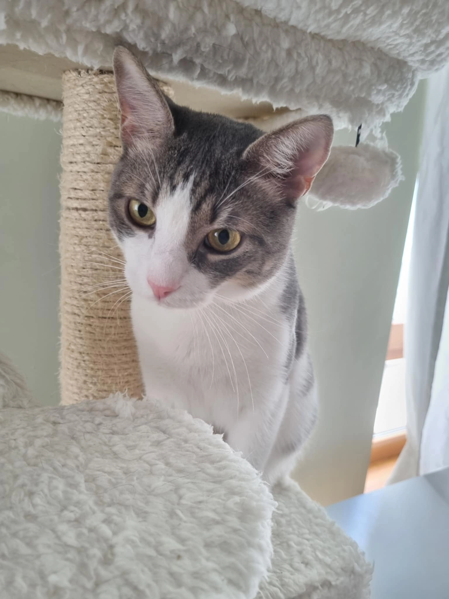 Herbie/ Хърби - улица Велико Железов, Шумен