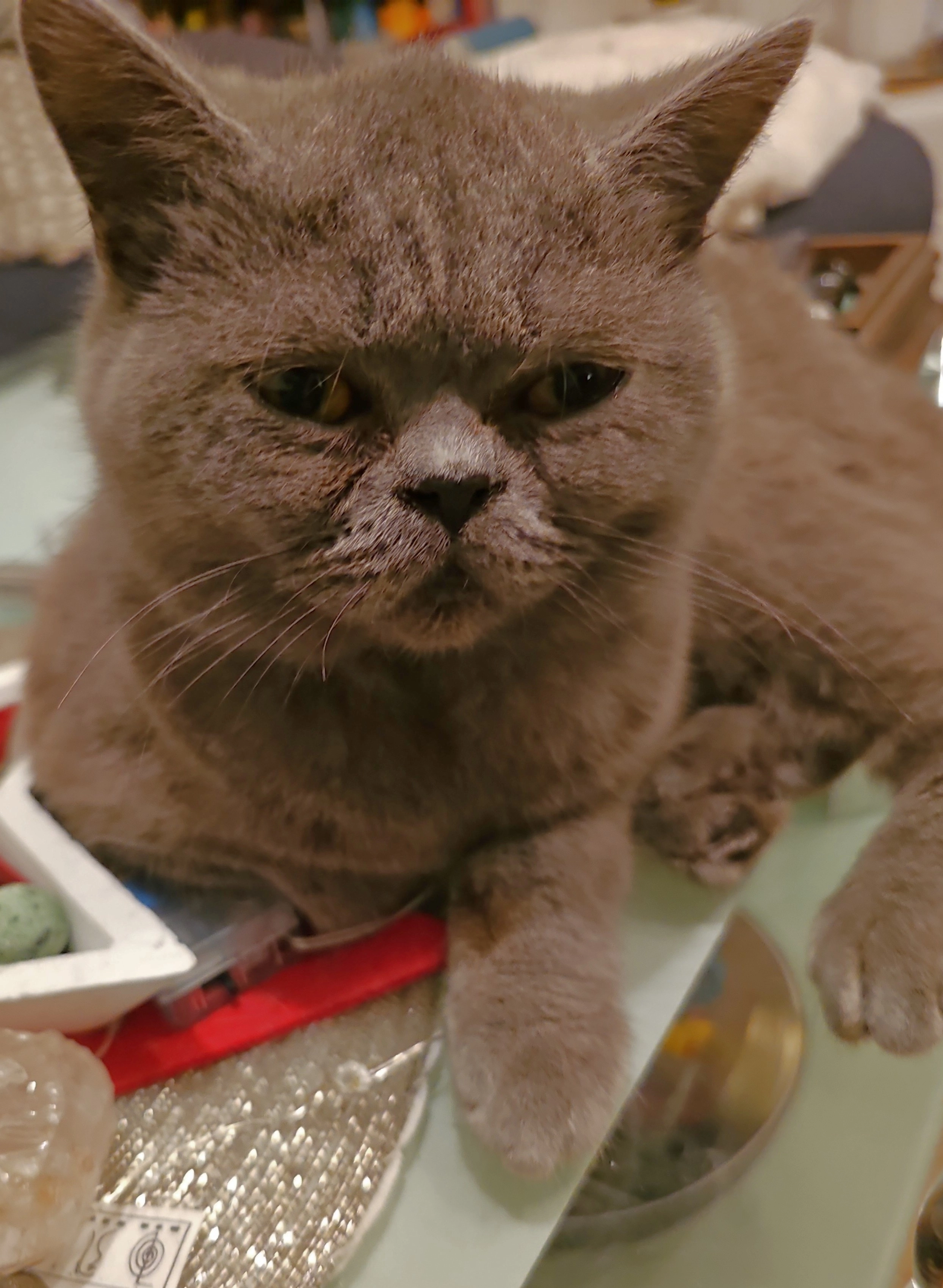 mačka - Loimersdorfer Straße, Lassee