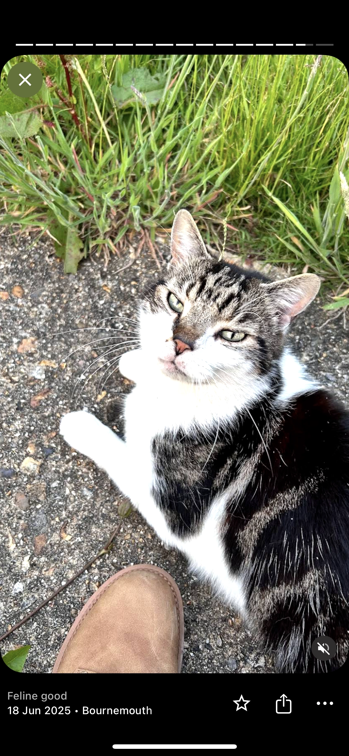 Simba - Runton Road, Poole