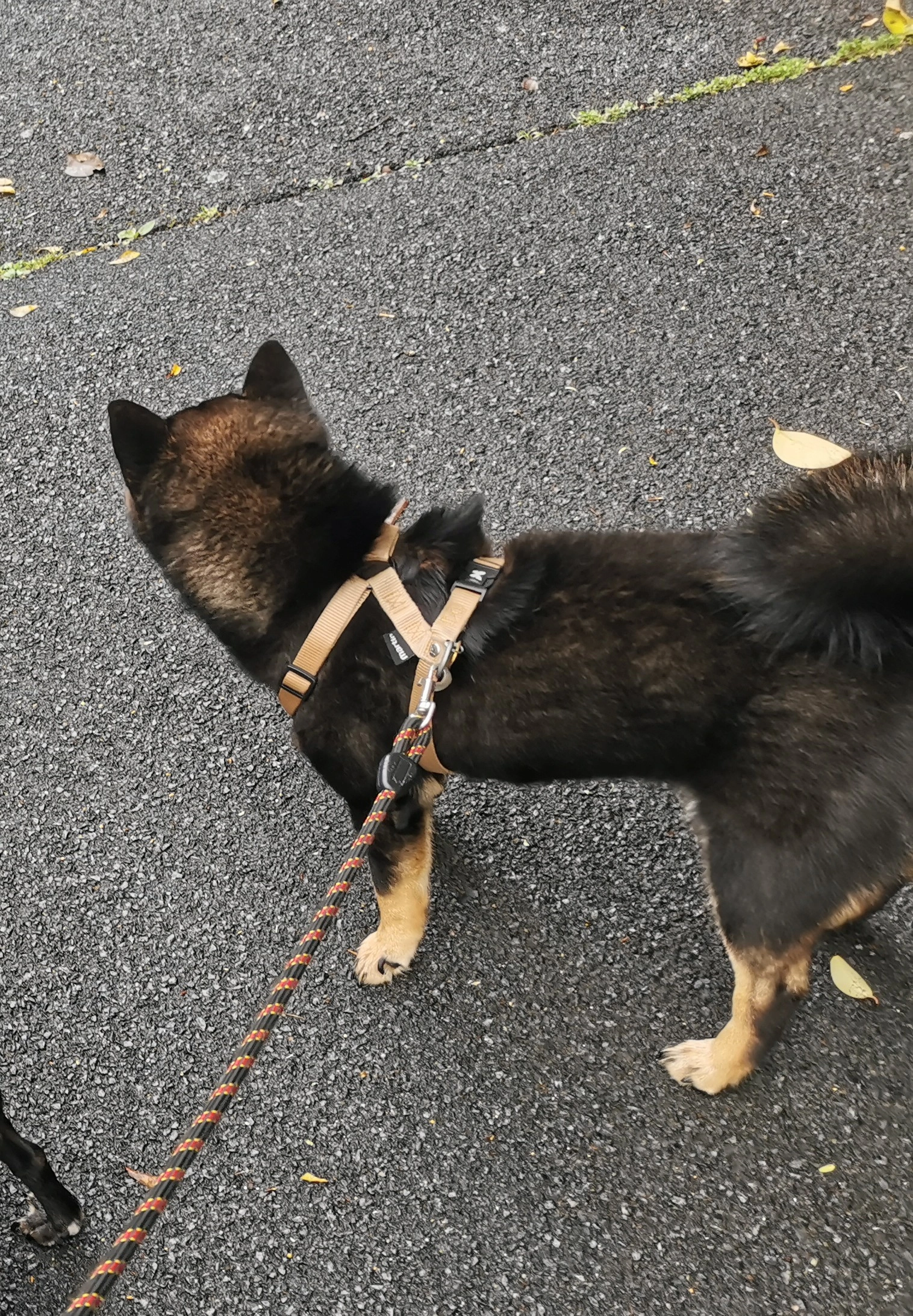 Nash - 21 Rue de Baltet, Bayonne