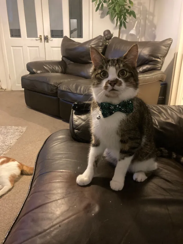 Bruce - Grange Avenue, Cheadle