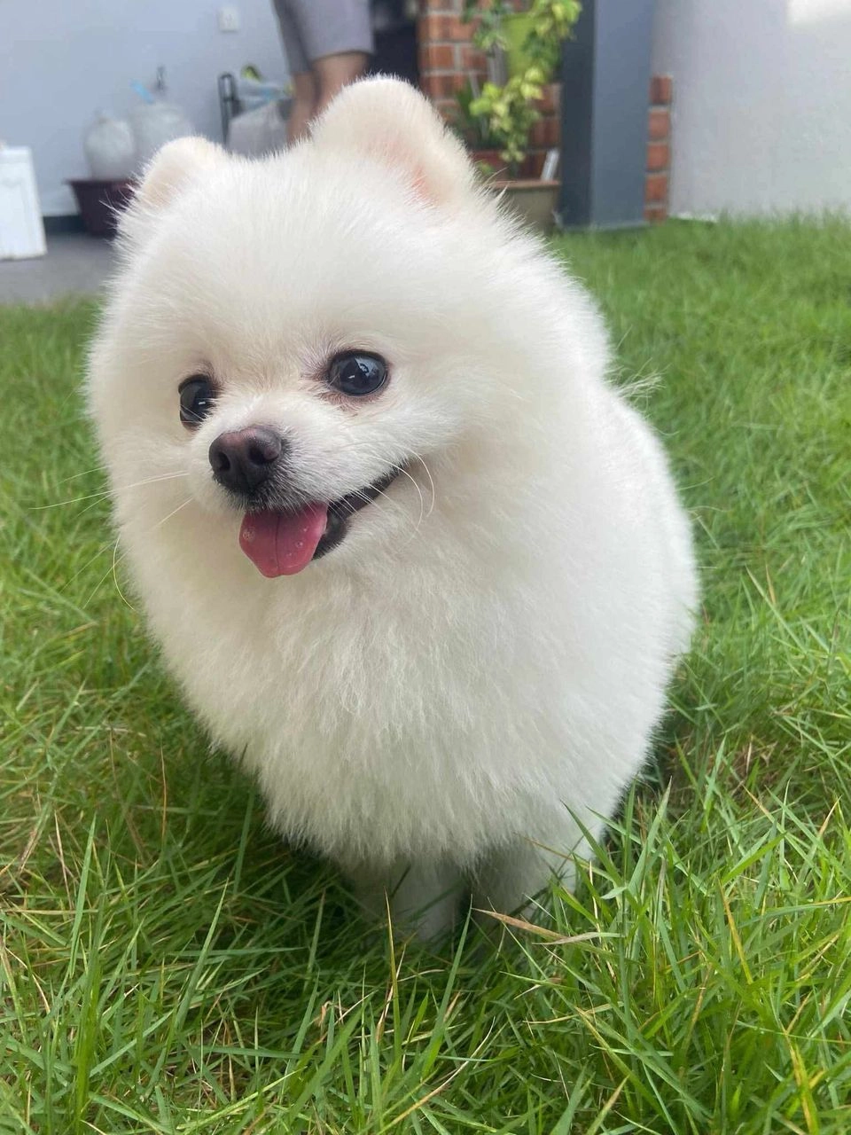 Popiah - Jalan Kijang 2, Cheras