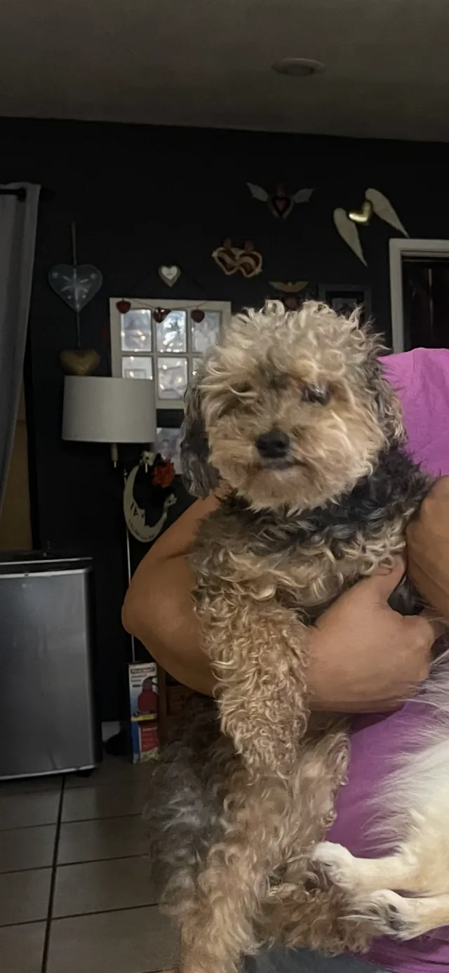 Luca - 7511 Graves Ave, Rosemead