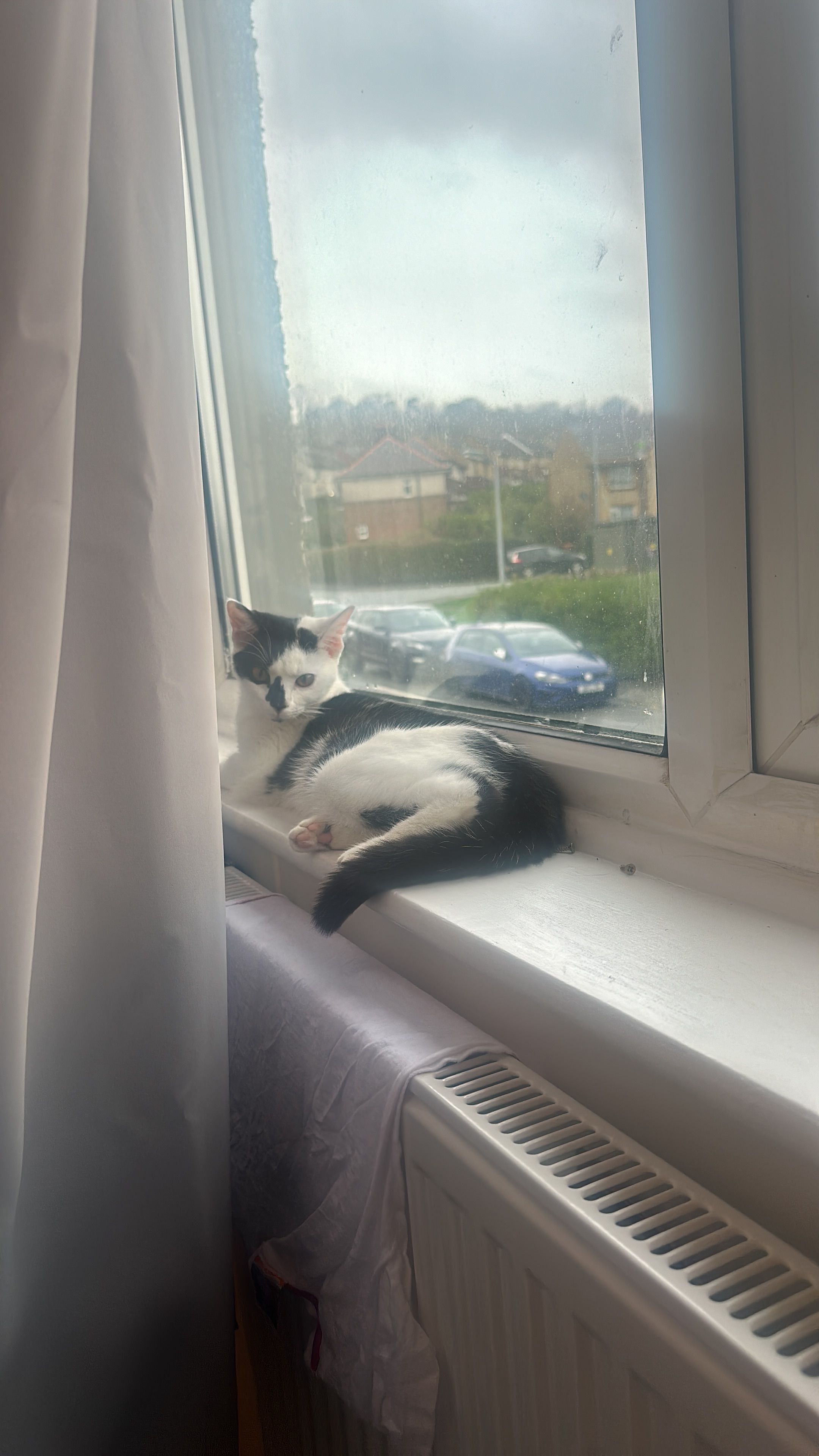 Oreo - Ffordd Tegai, Bangor