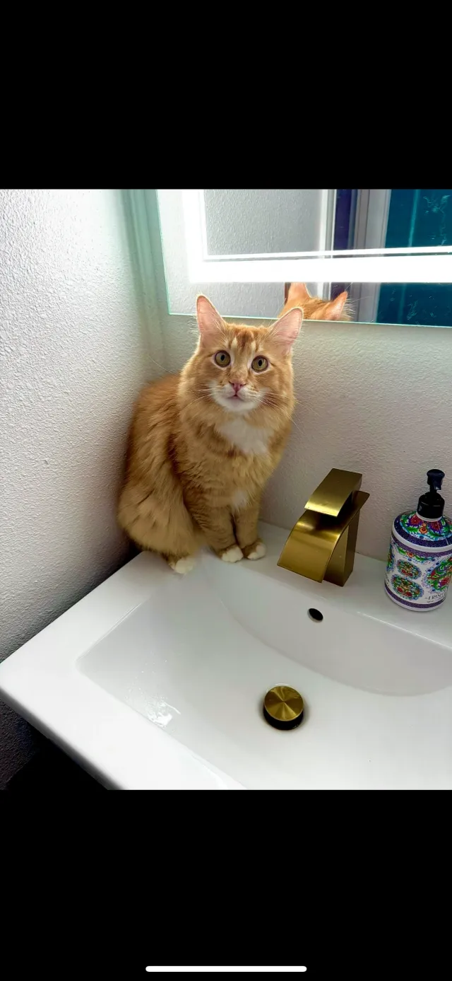Oliver - 101 Maple Blvd, Wood Village