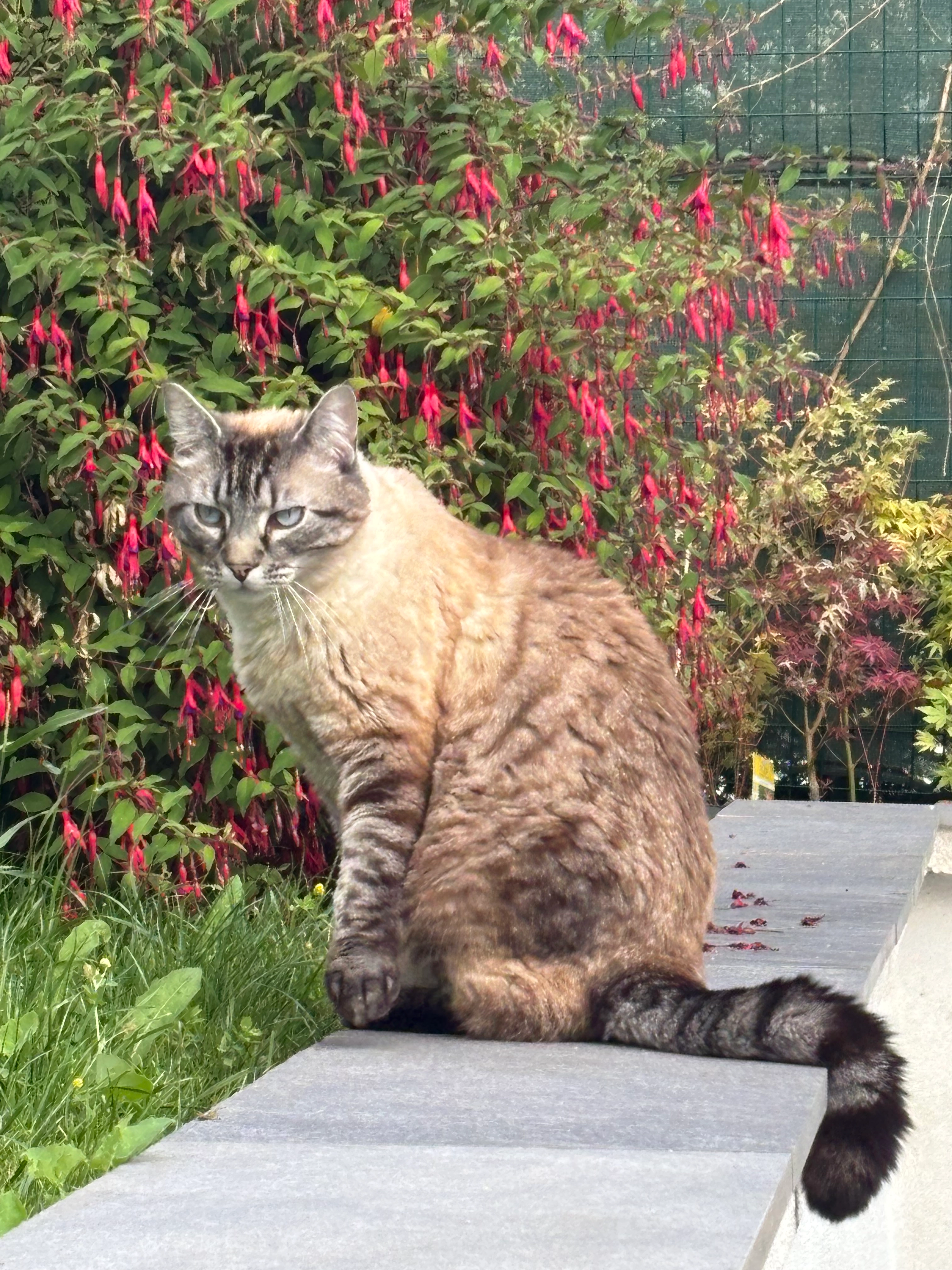 Rocket - 43 Avenue Marx Dormoy, Champigny-sur-Marne