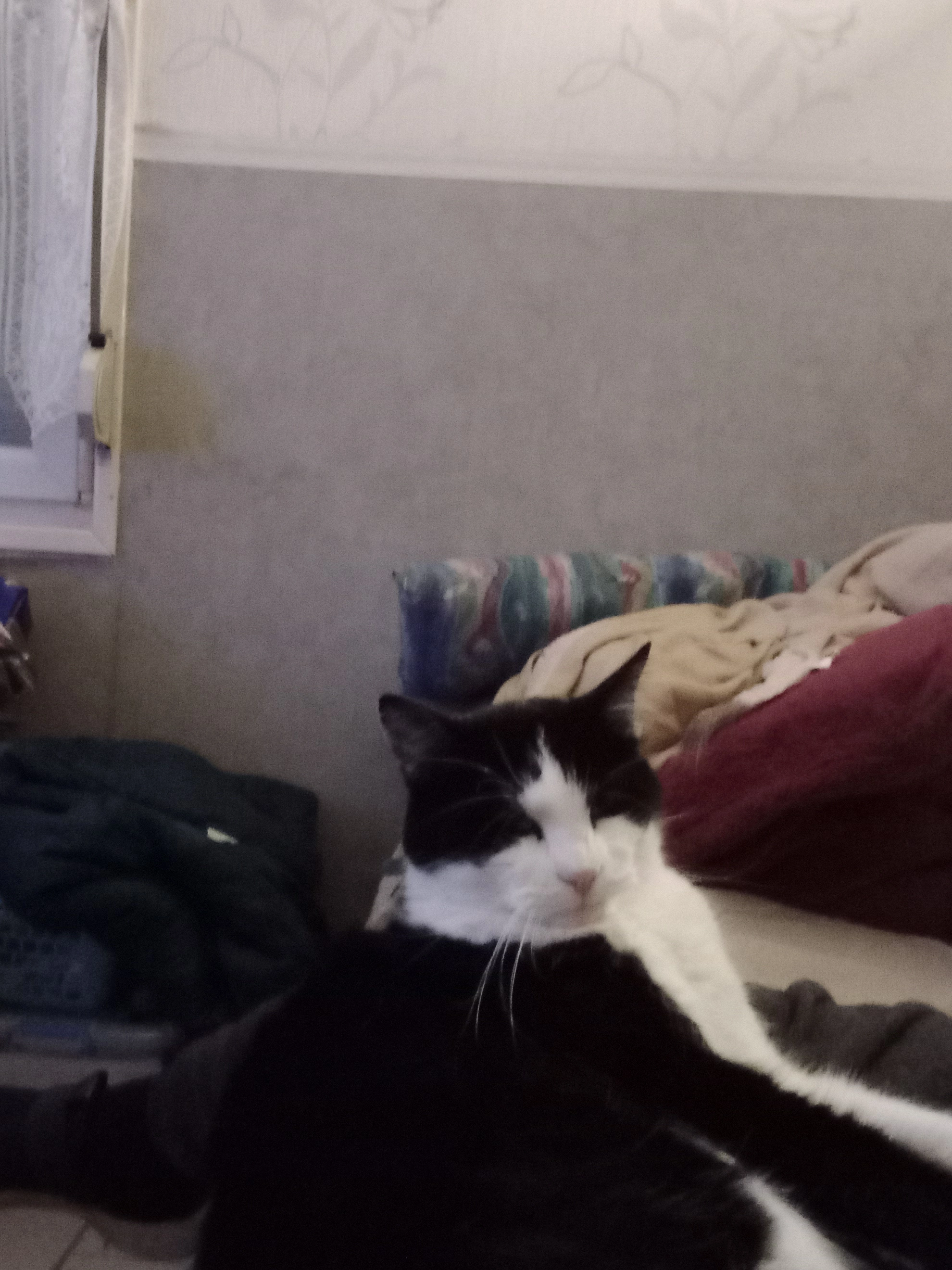 Marcus - Rue Du Maréchal Foch, Houdain