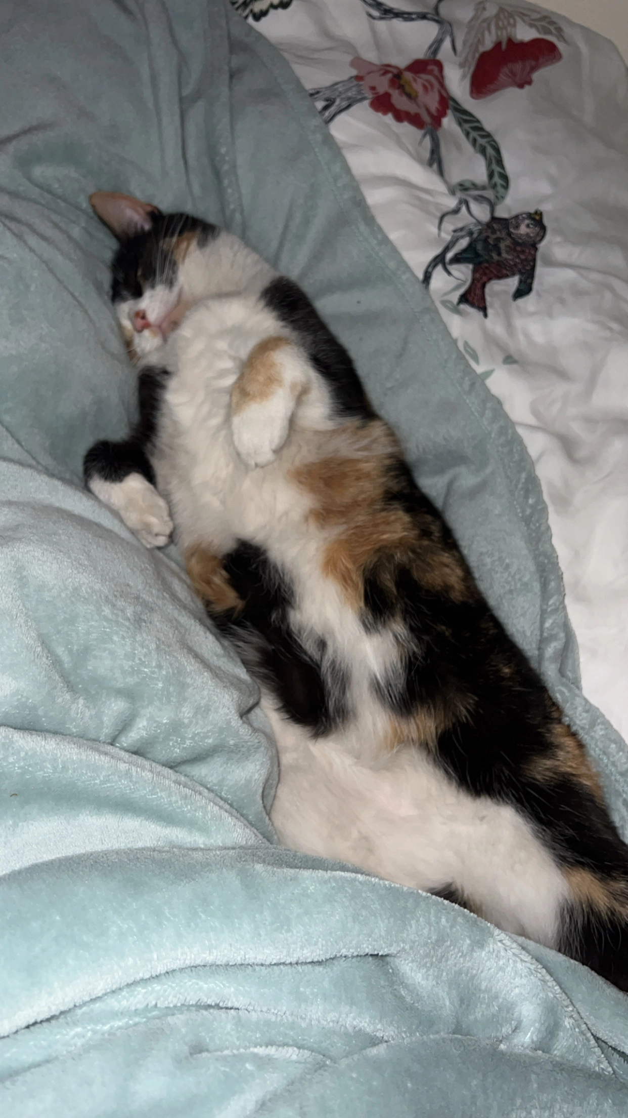 Bonkie - 5961, Horst