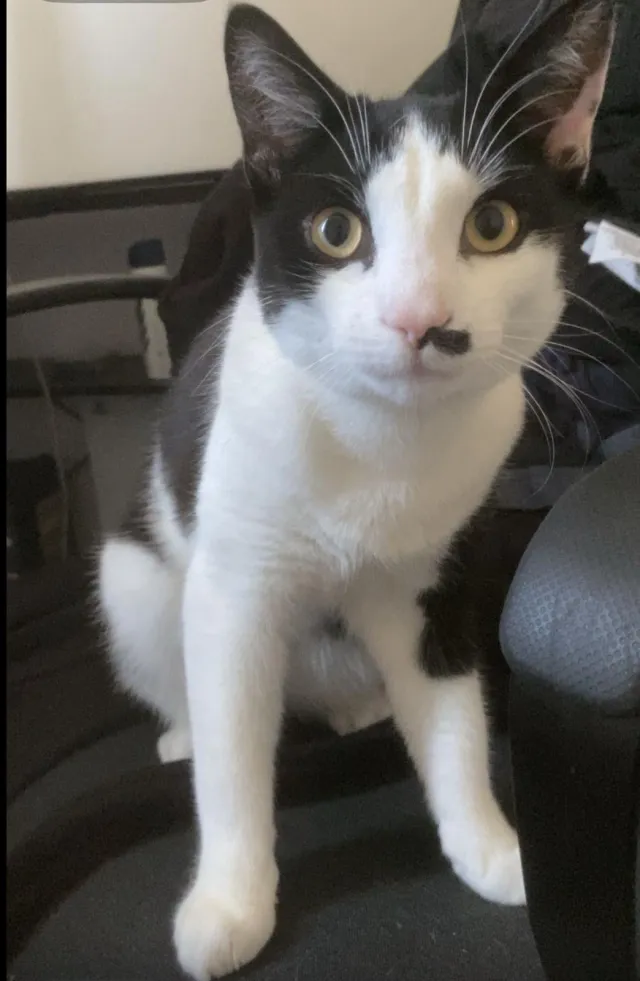 Binx - Grifon Road, Grays