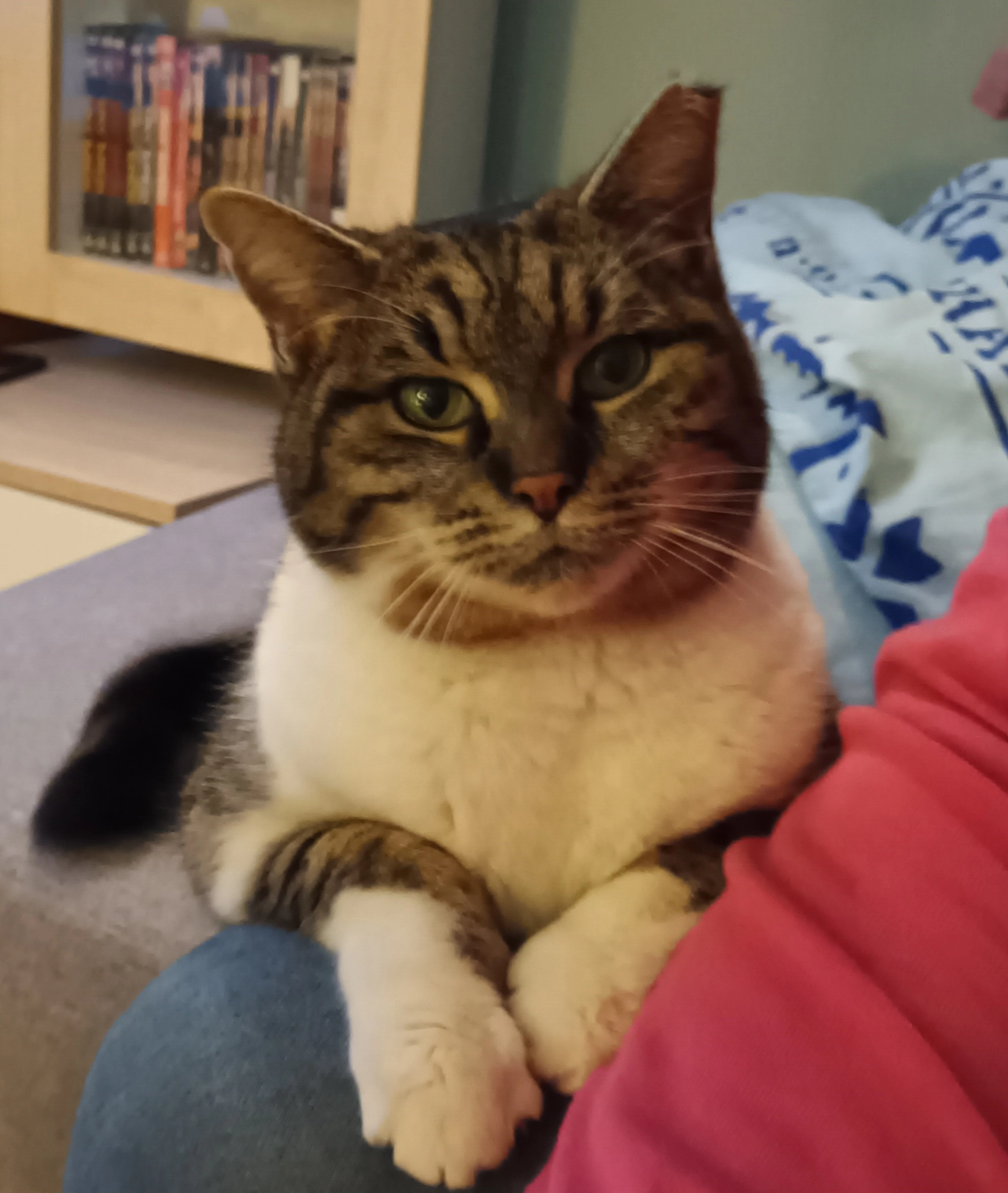 Perle  - Impasse des Rosiers, Saint-Jean-de-Monts