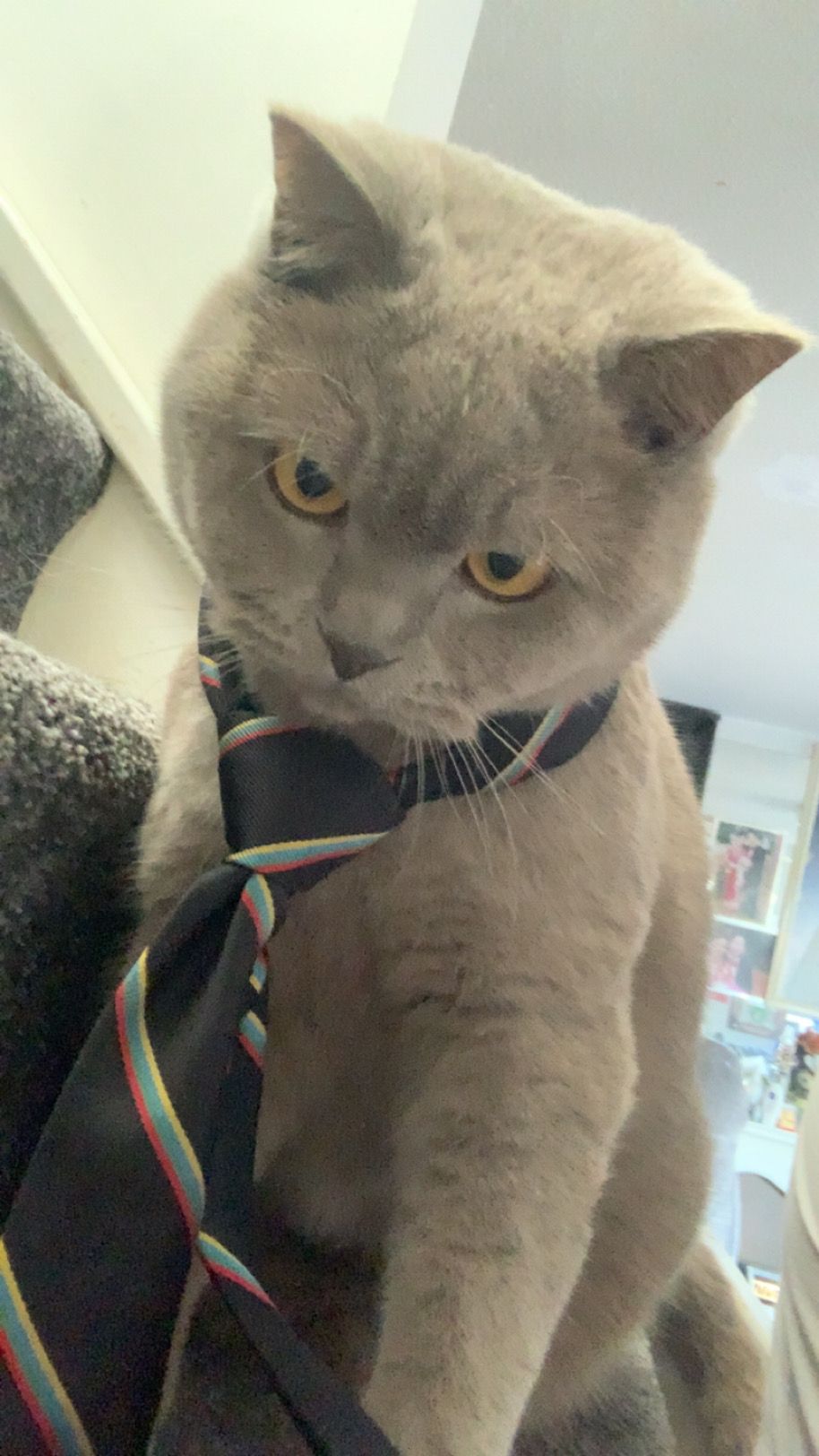 Dou dou - SK7 2lt, Stockport