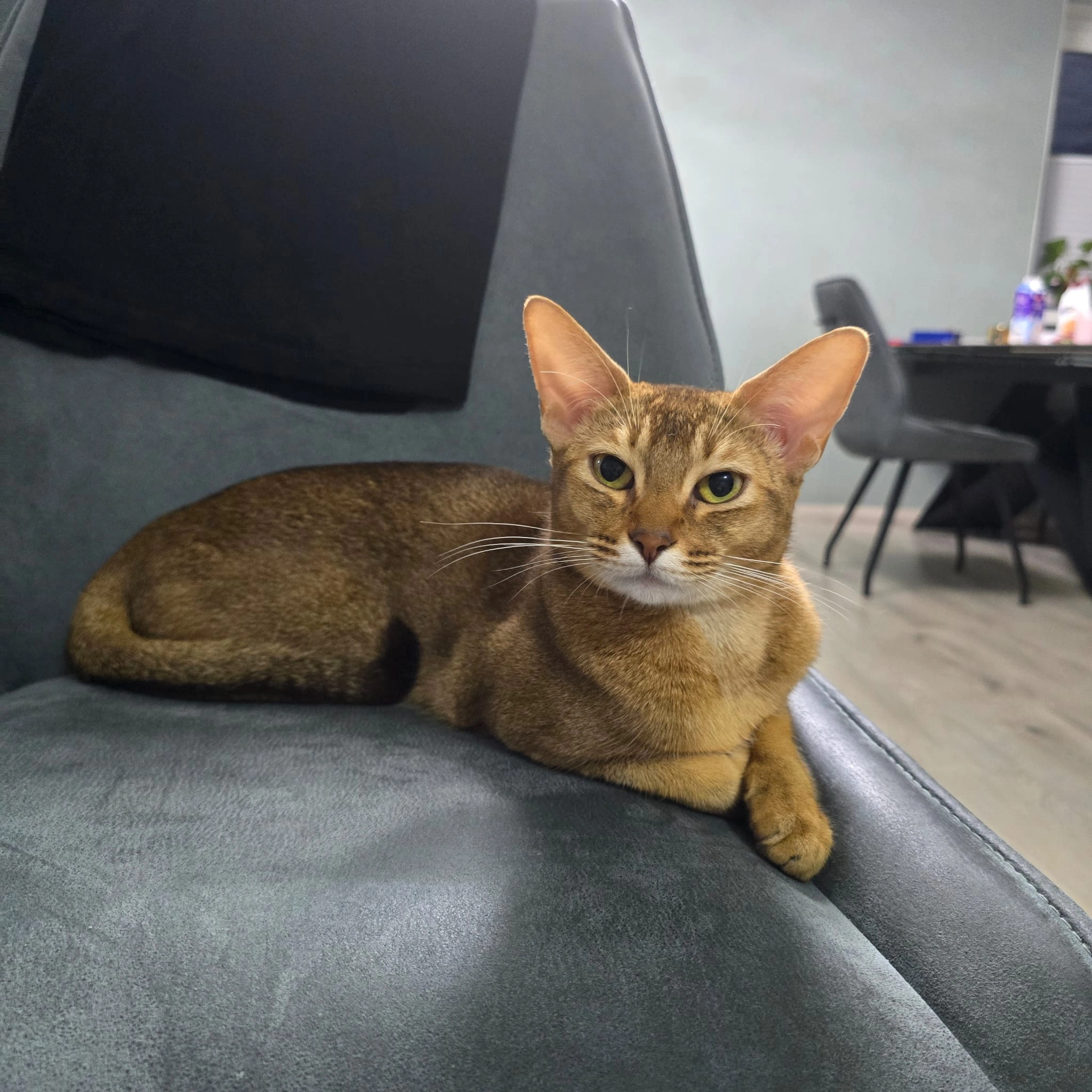 Matilda - Meißnerstraße, Kassel