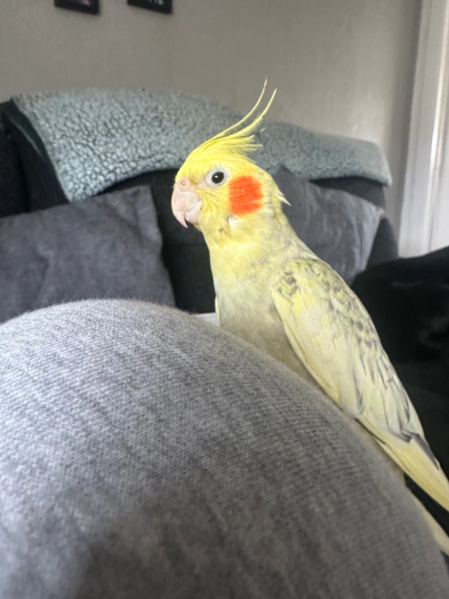 Tango - Petersfield Road, Sunderland