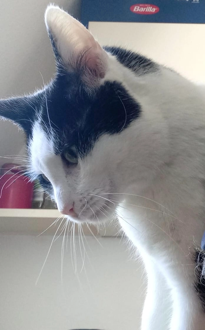 Fettsack / Fetti - Läuft zwischen Königsturmstraße und Gemeindehausstraße umher, Schwäbisch Gmünd