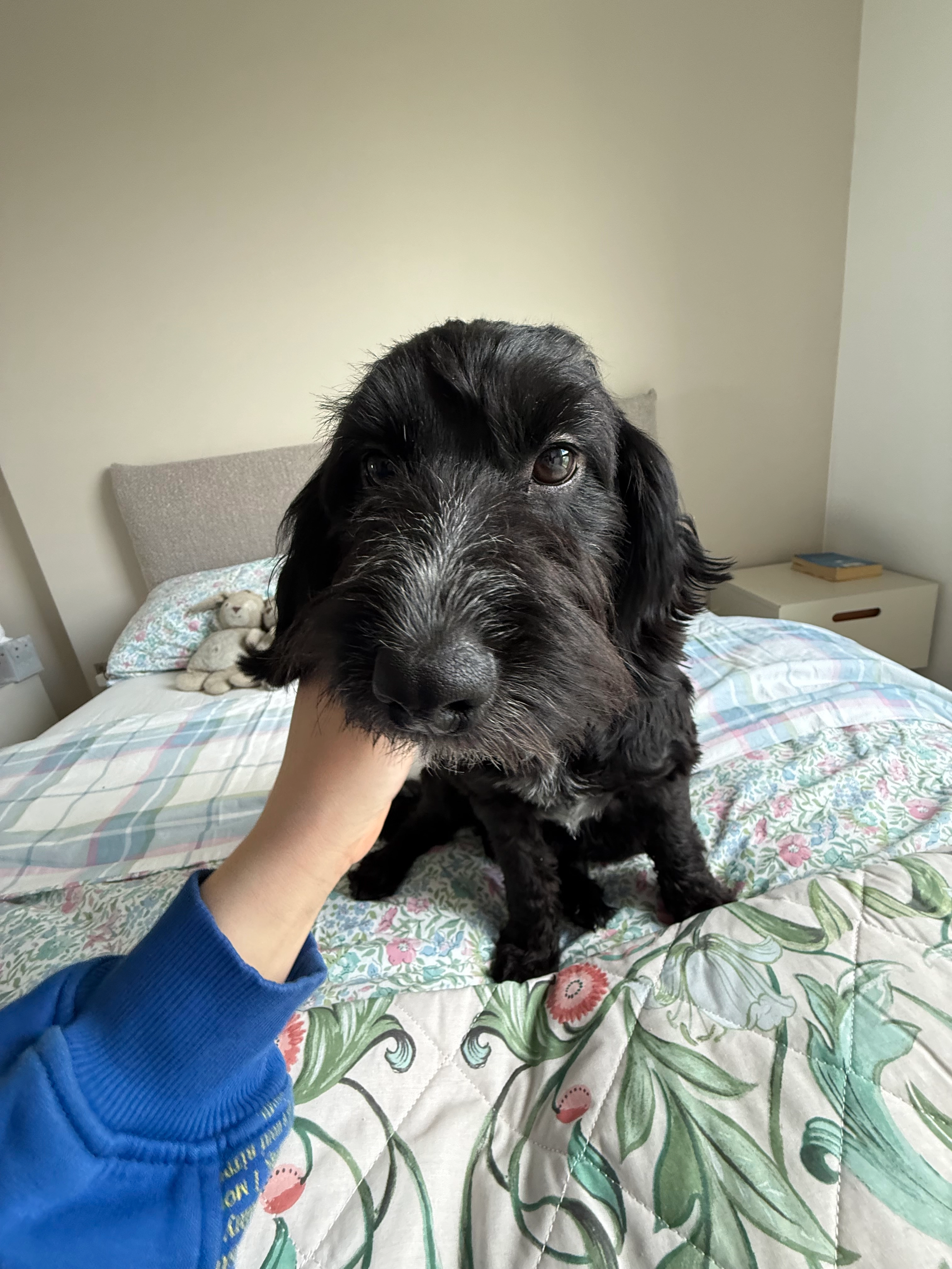 Haggis  - Silbury Boulevard, Milton Keynes