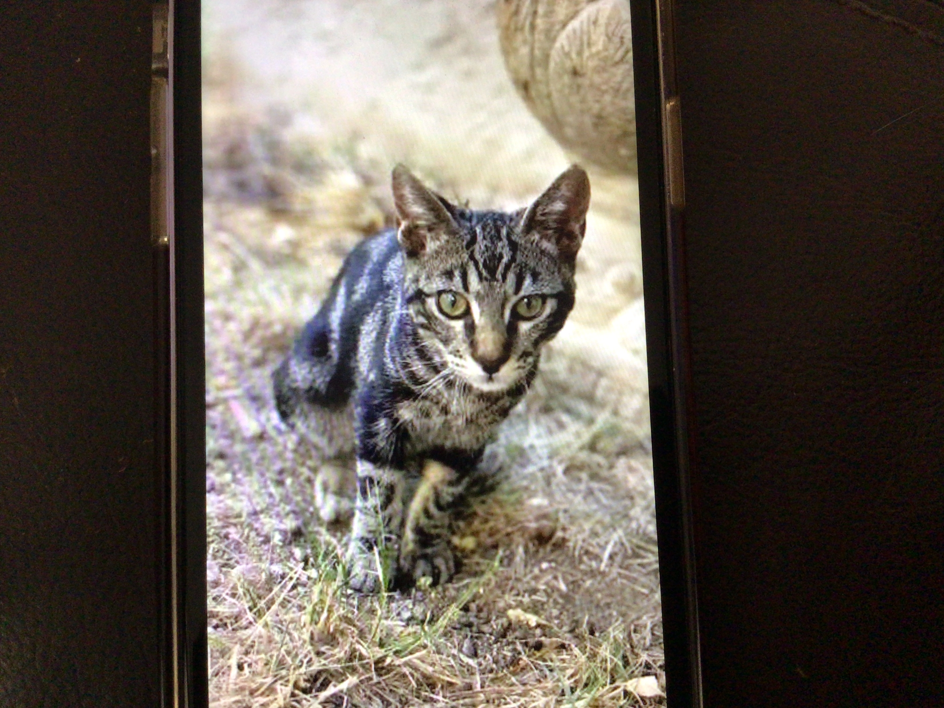 Gyzmo - 55 Impasse de la Draille, Fos-sur-Mer