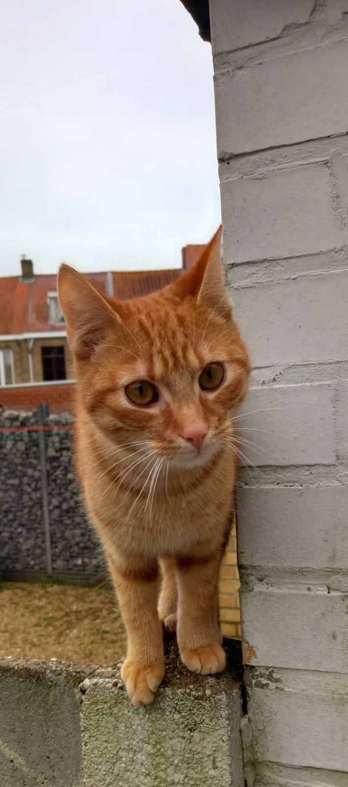 Jules - Smissestraat, Veurne