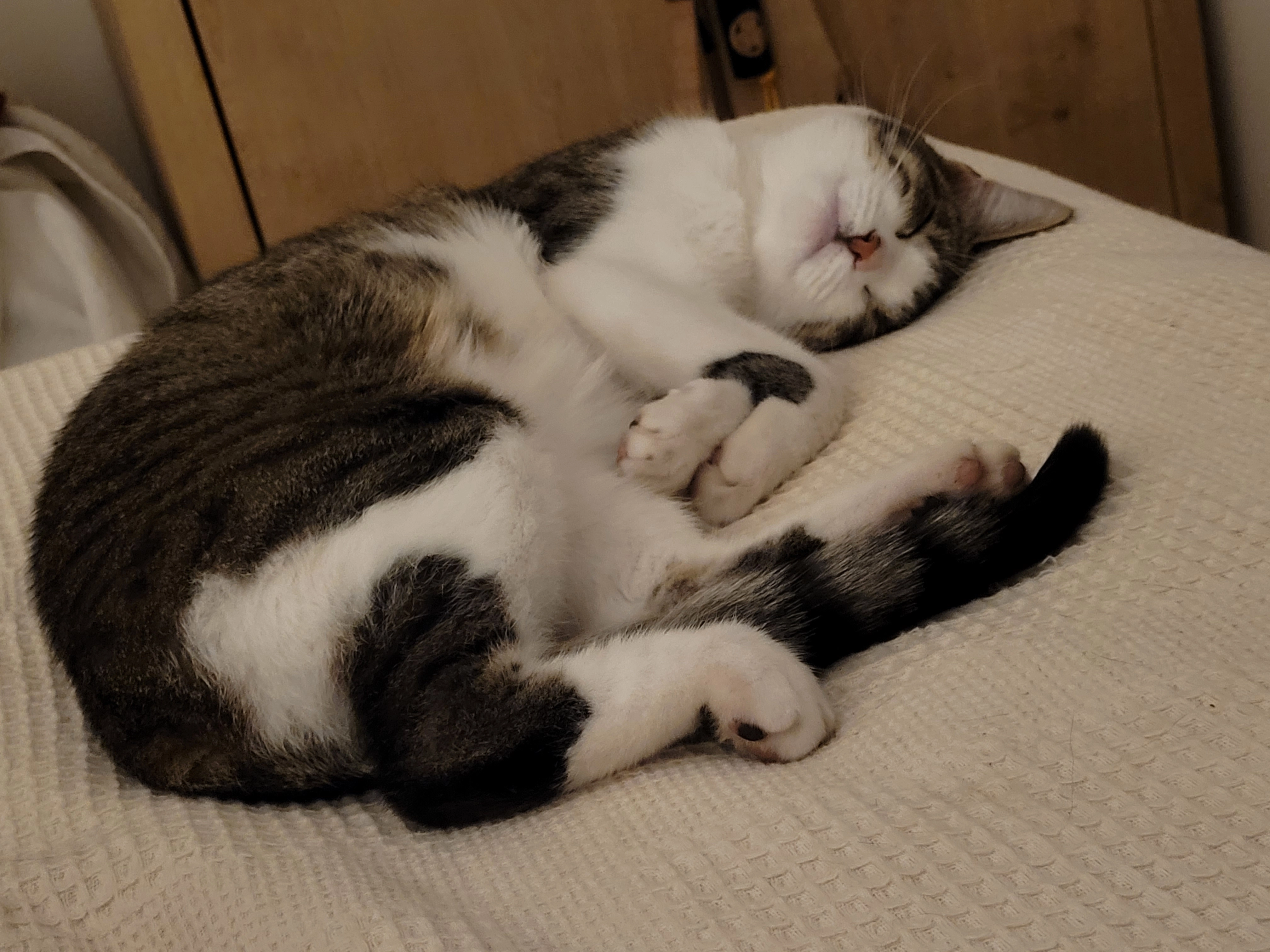 Pepsi - 2 Rue Max Poulleau, Autun